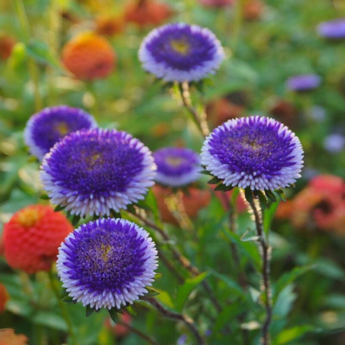 Hi-No-Maru Mix Aster Seeds (Pompon) - China Aster, 20 seeds