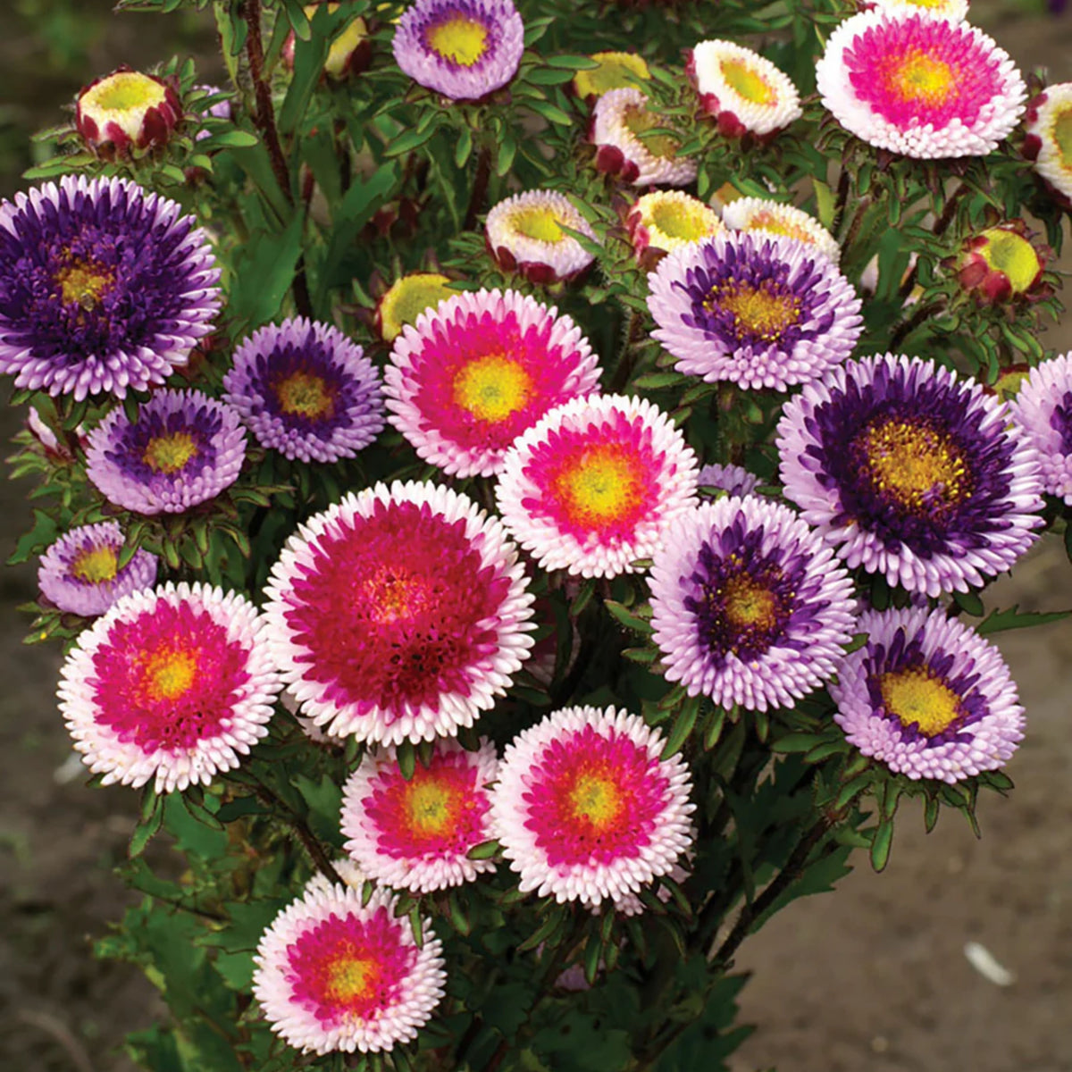 Hi-No-Maru Mix Aster Seeds (Pompon) - China Aster, 20 seeds