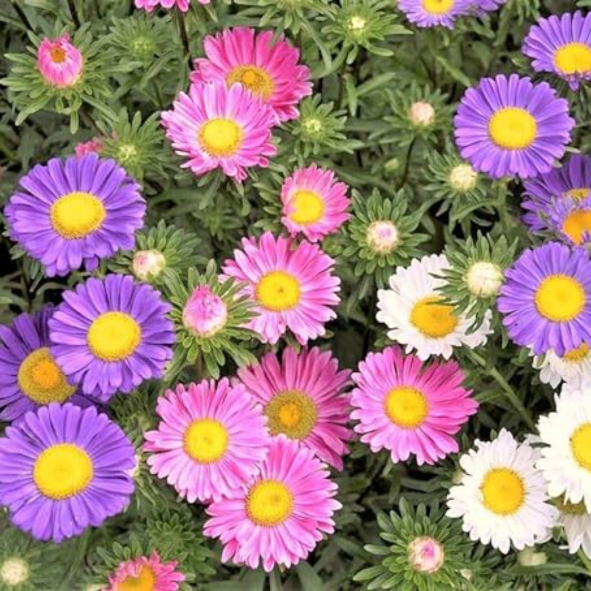 Single Mix Aster Seeds - Colorful Autumn Blooms, 20 seeds