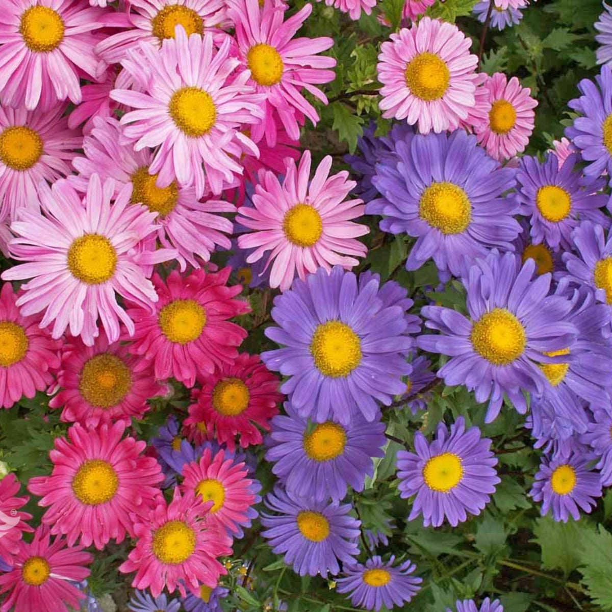 Single Mix Aster Seeds - Colorful Autumn Blooms, 20 seeds