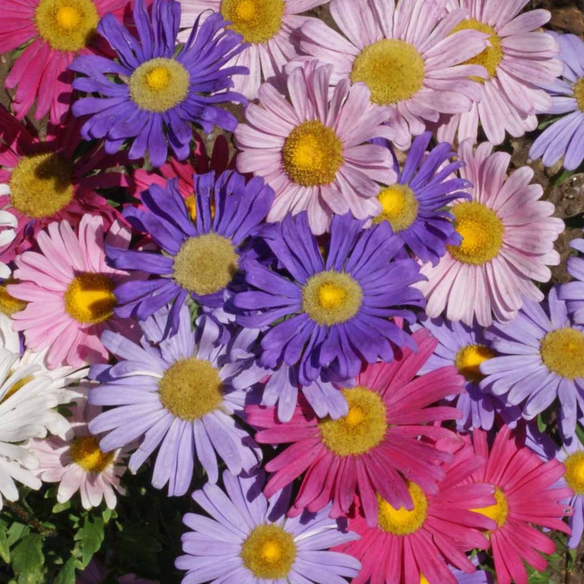 Single Mix Aster Seeds - Colorful Autumn Blooms, 20 seeds