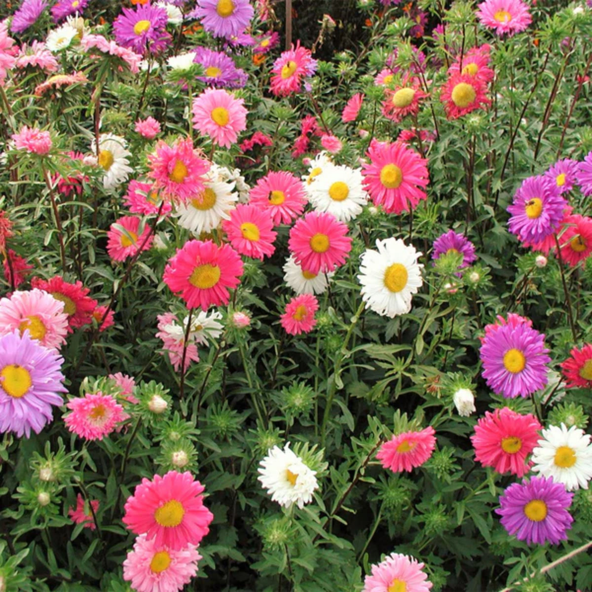Single Mix Aster Seeds - Colorful Autumn Blooms, 20 seeds