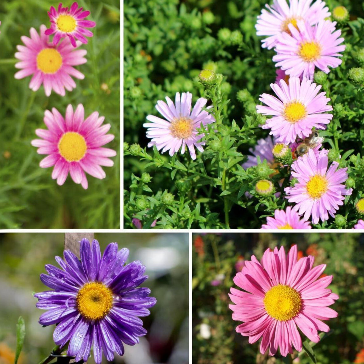 Single Mix Aster Seeds - Colorful Autumn Blooms, 20 seeds