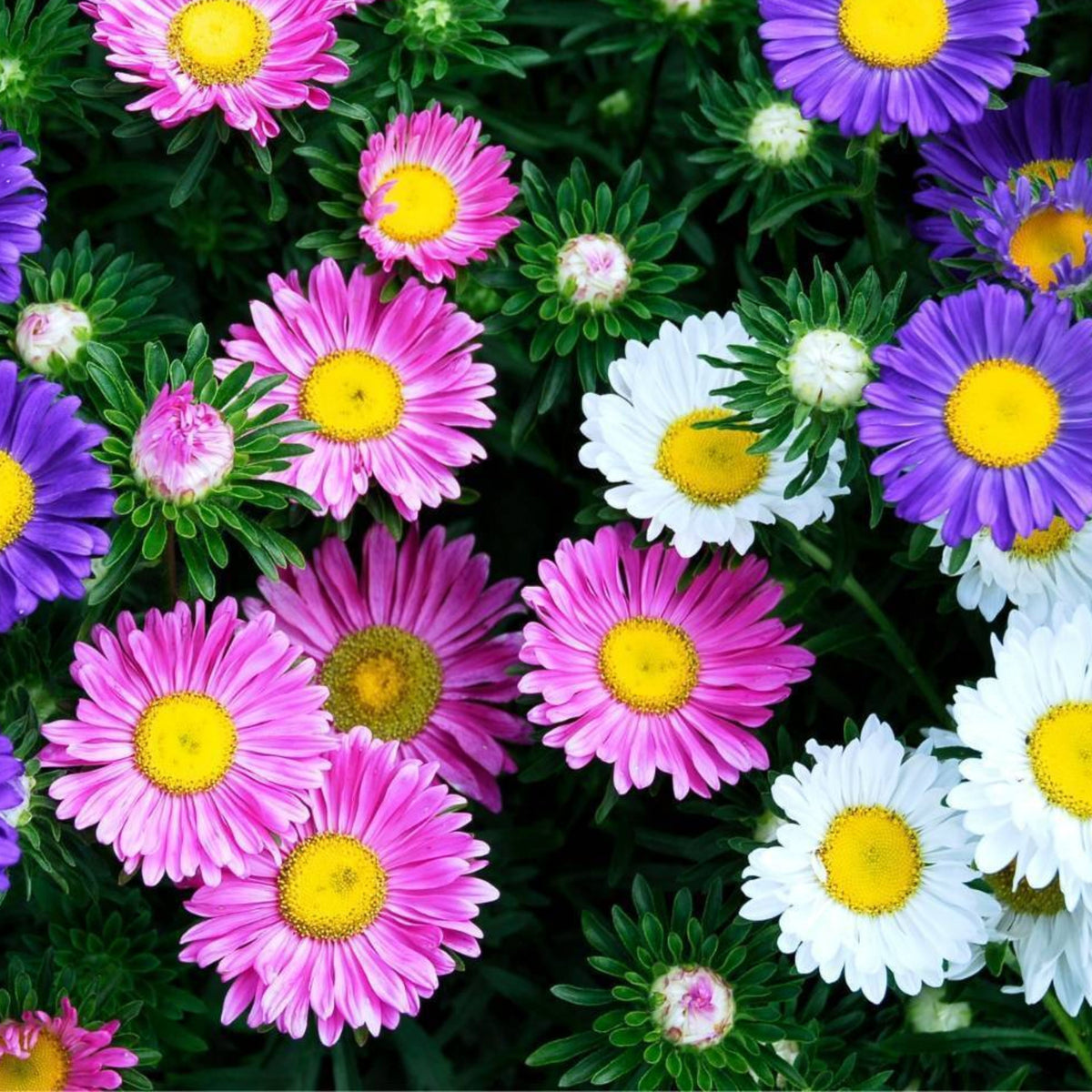 Single Mix Aster Seeds - Colorful Autumn Blooms, 20 seeds