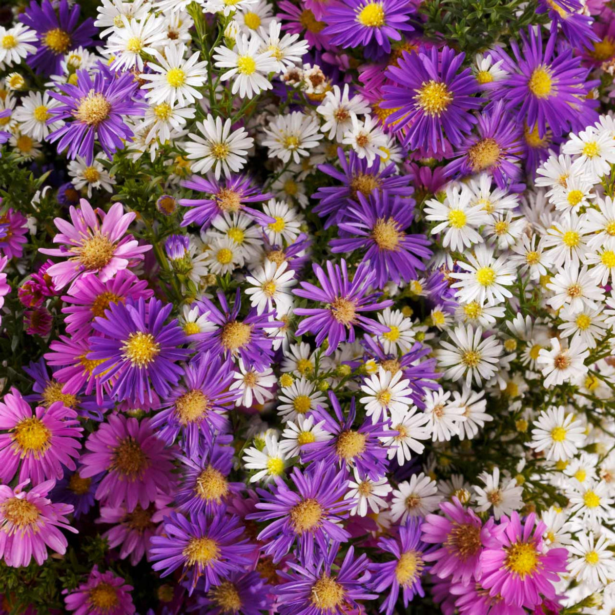 Single Mix Aster Seeds - Colorful Autumn Blooms, 20 seeds