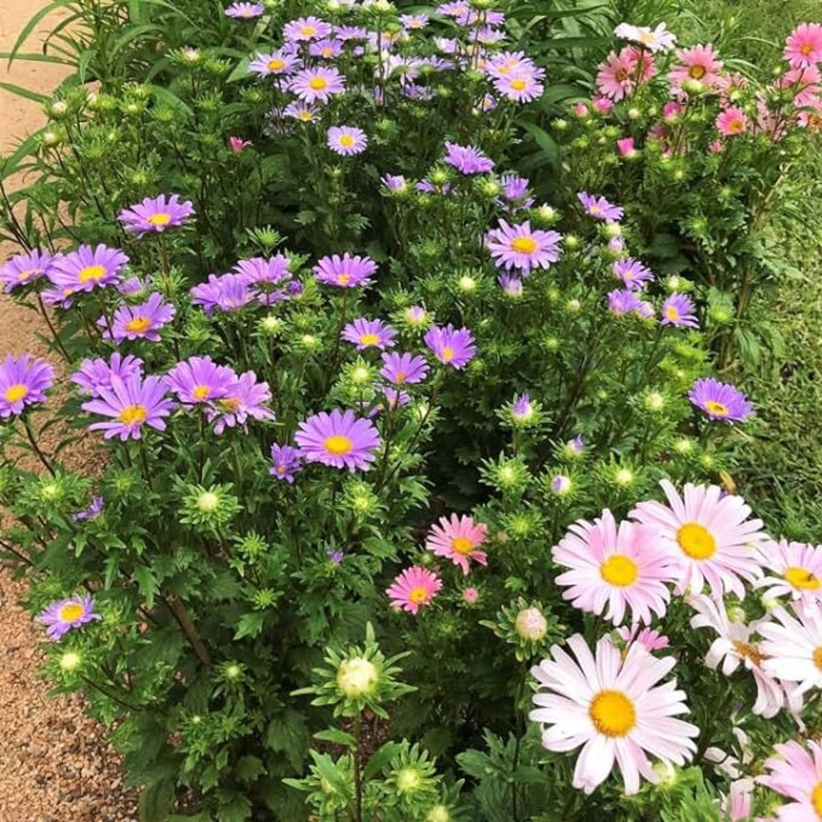 Single Mix Aster Seeds - Colorful Autumn Blooms, 20 seeds