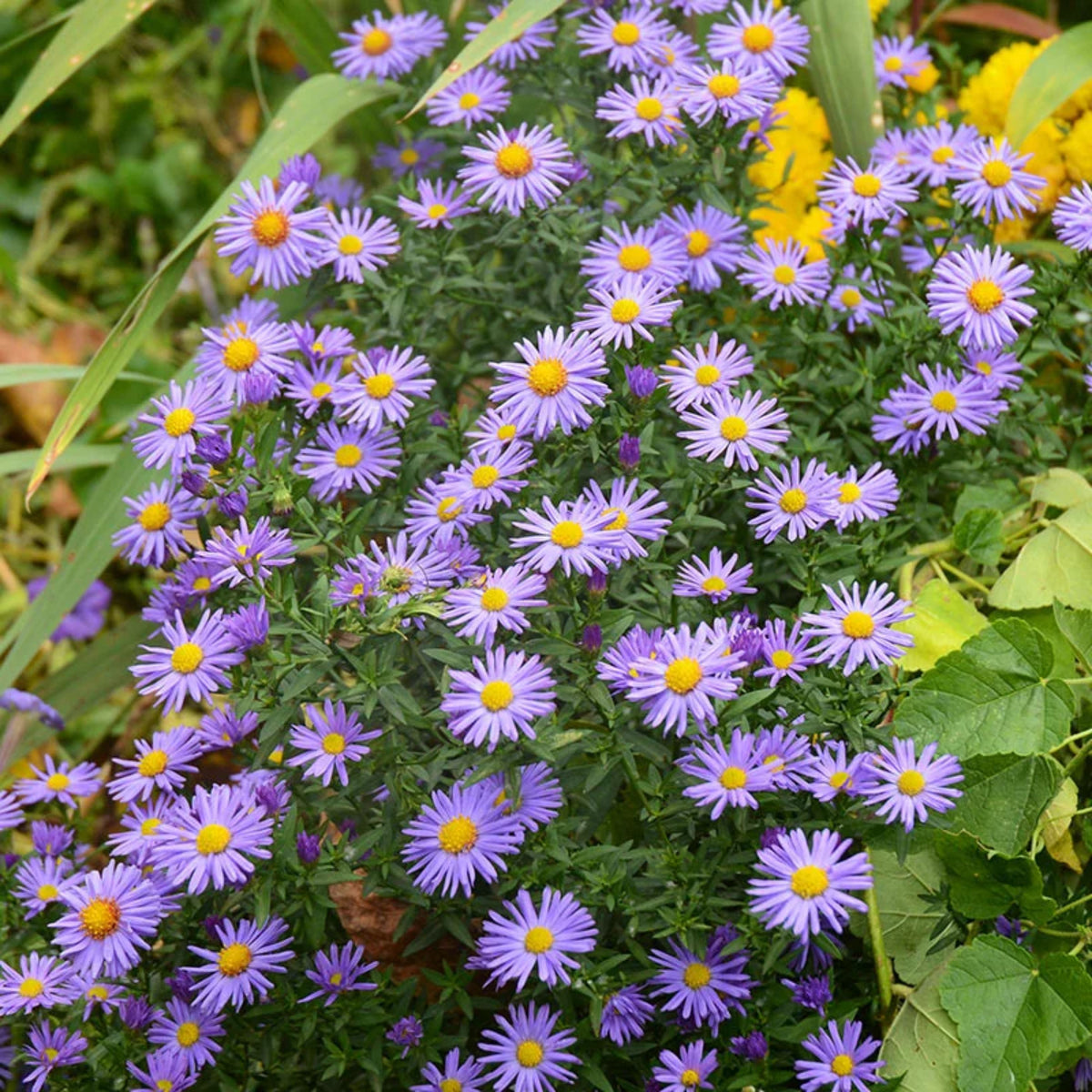 Single Mix Aster Seeds - Colorful Autumn Blooms, 20 seeds