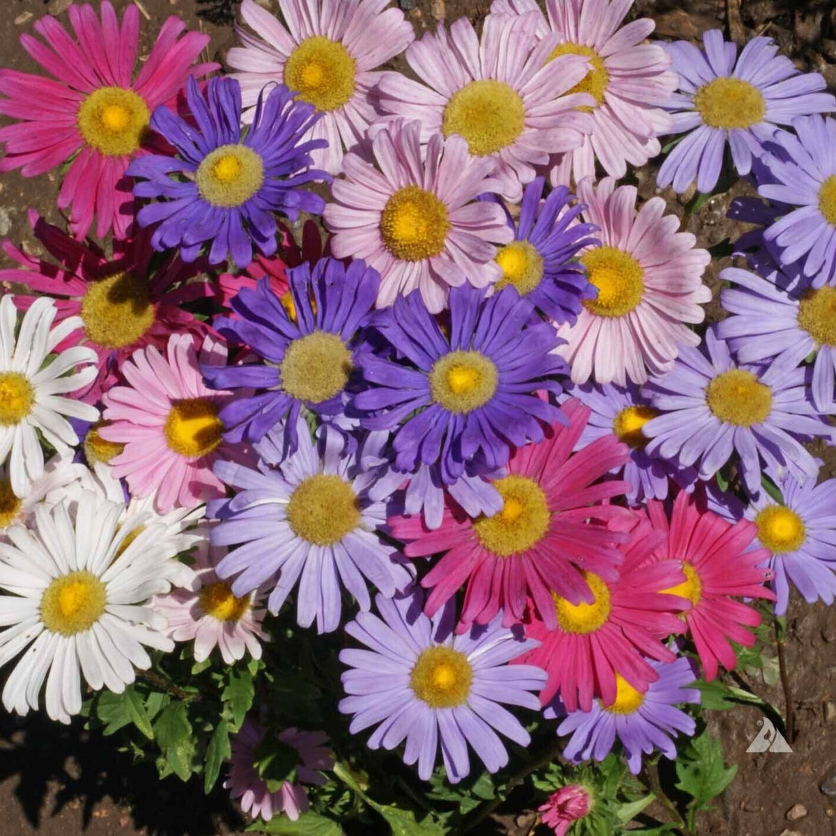 Single Mix Aster Seeds - Colorful Autumn Blooms, 20 seeds