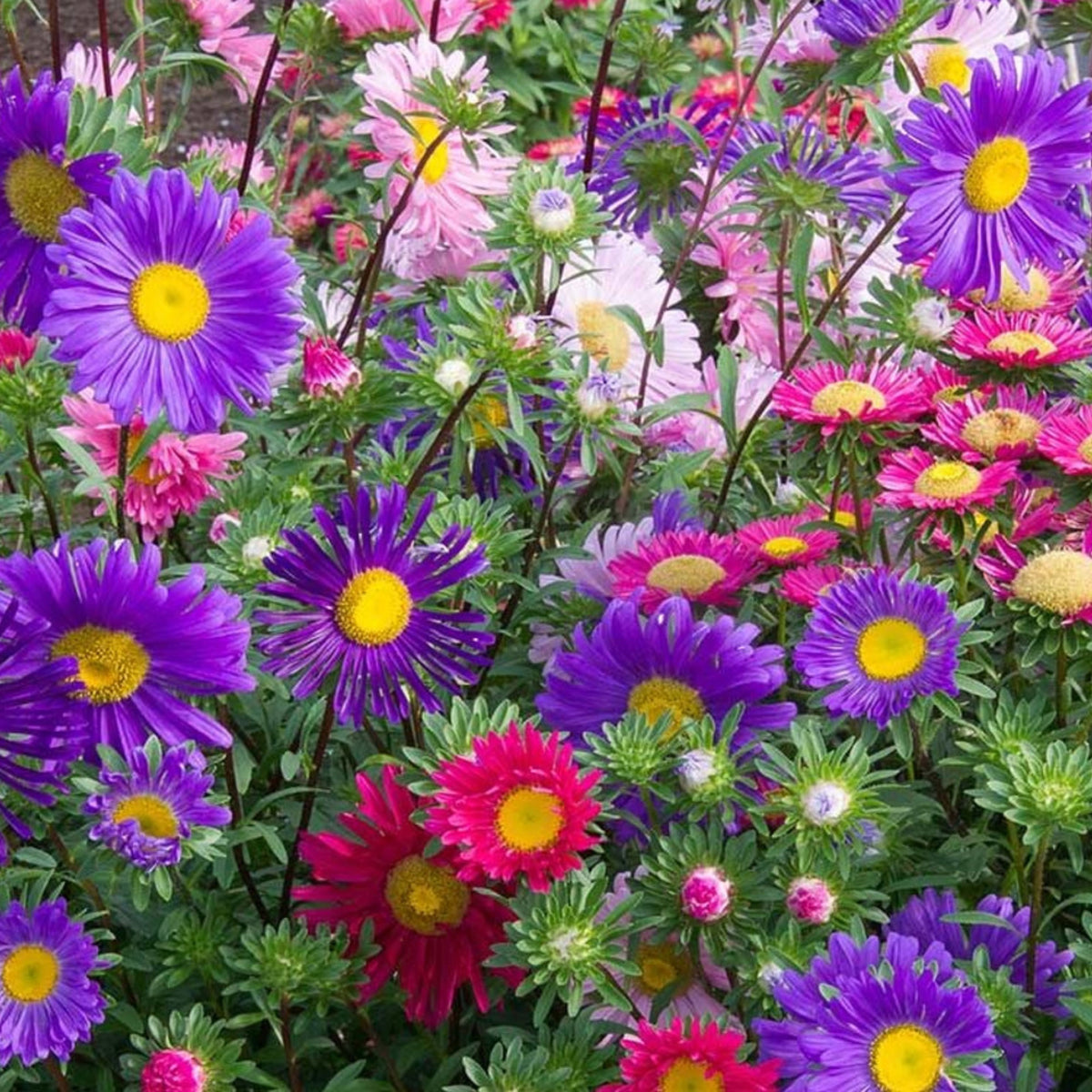Single Mix Aster Seeds - Colorful Autumn Blooms, 20 seeds