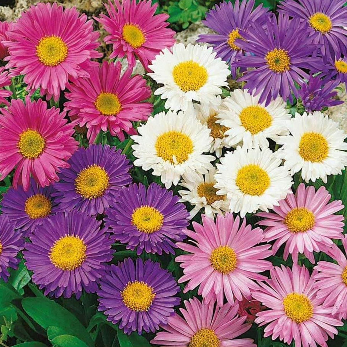 Single Mix Aster Seeds - Colorful Autumn Blooms, 20 seeds