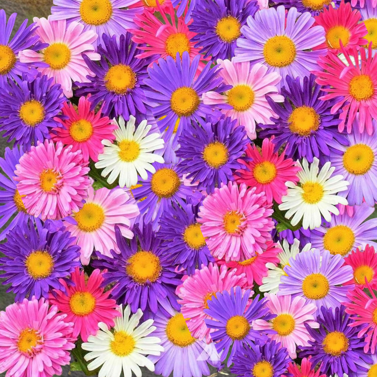 Single Mix Aster Seeds - Colorful Autumn Blooms, 20 seeds