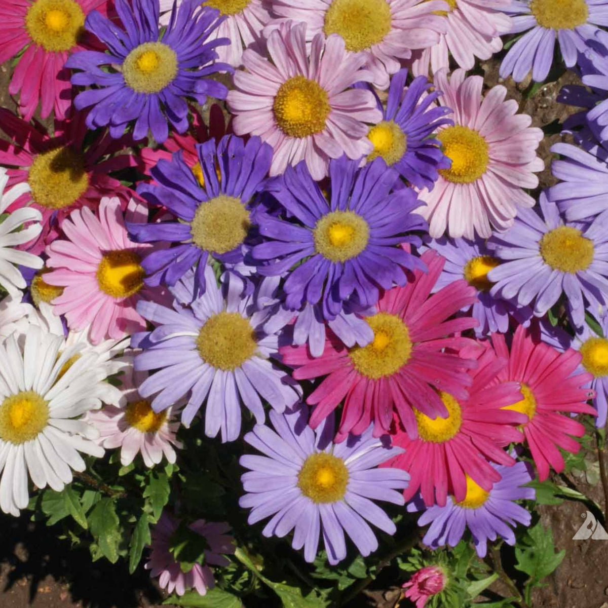 Single Mix Aster Seeds - Colorful Autumn Blooms, 20 seeds
