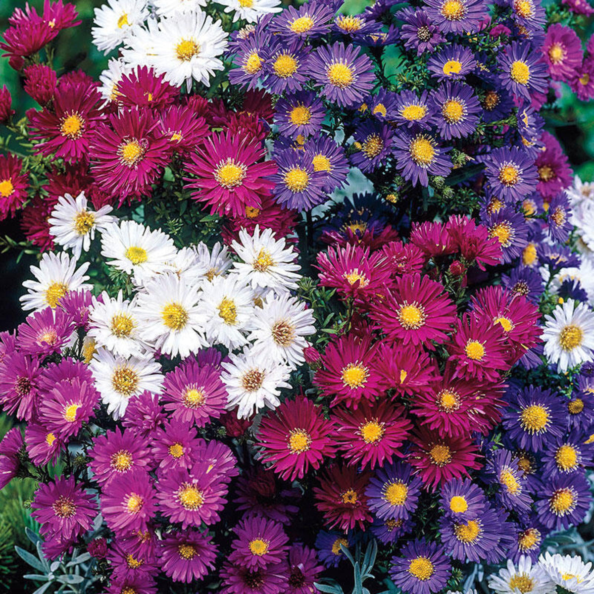 Single Mix Aster Seeds - Colorful Autumn Blooms, 20 seeds