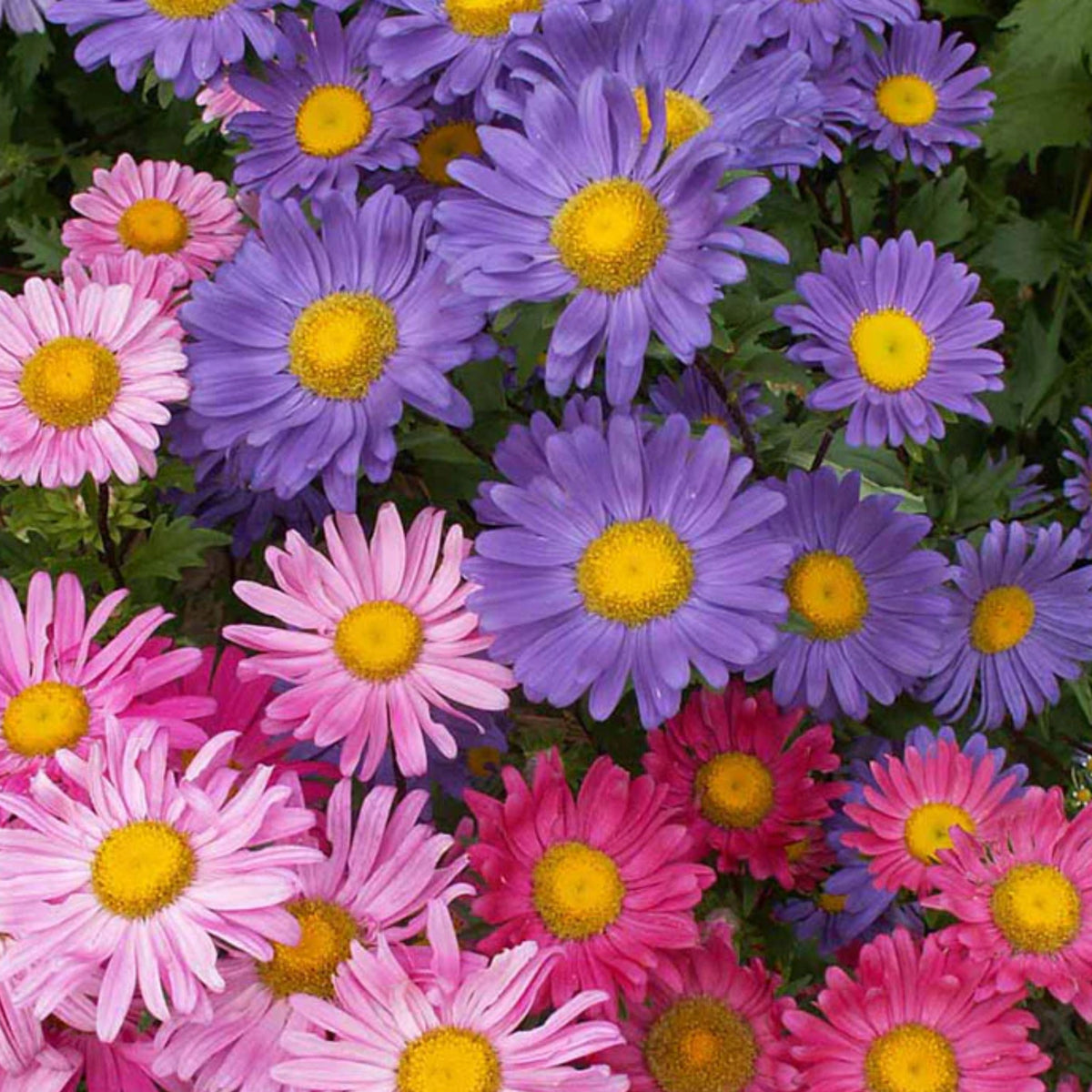 Single Mix Aster Seeds - Colorful Autumn Blooms, 20 seeds