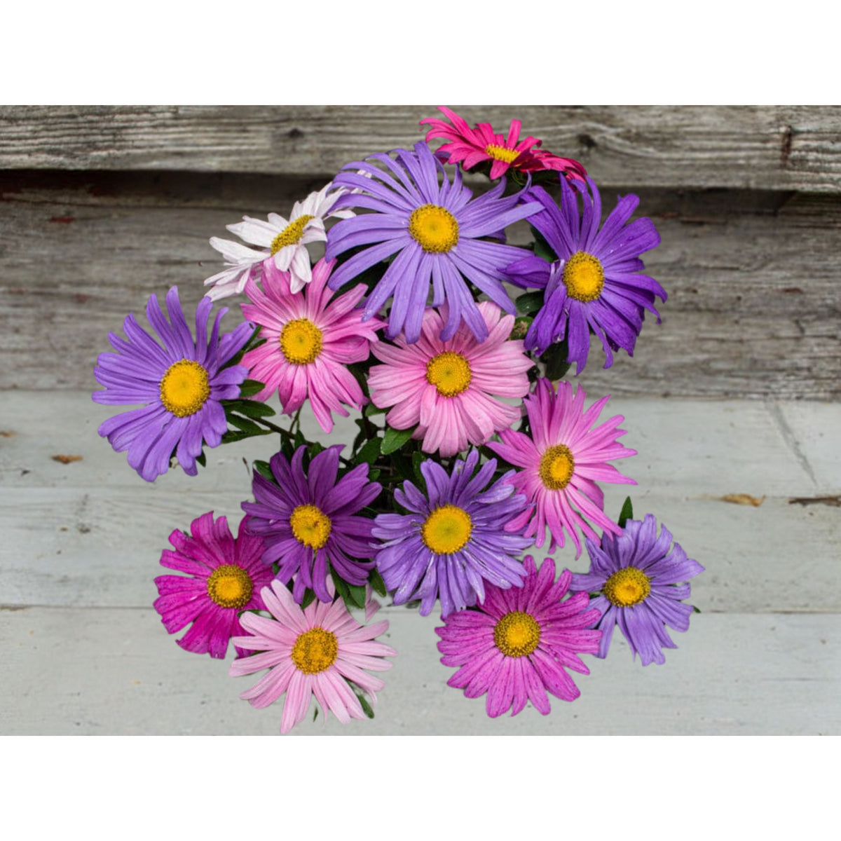 Single Mix Aster Seeds - Colorful Autumn Blooms, 20 seeds