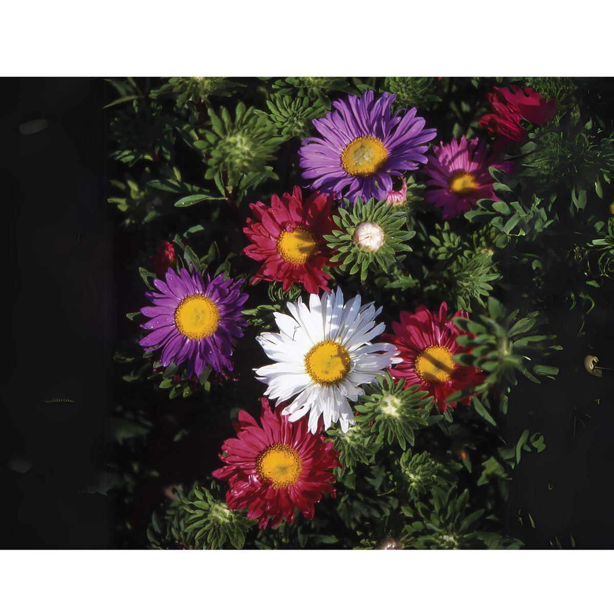 Single Mix Aster Seeds - Colorful Autumn Blooms, 20 seeds