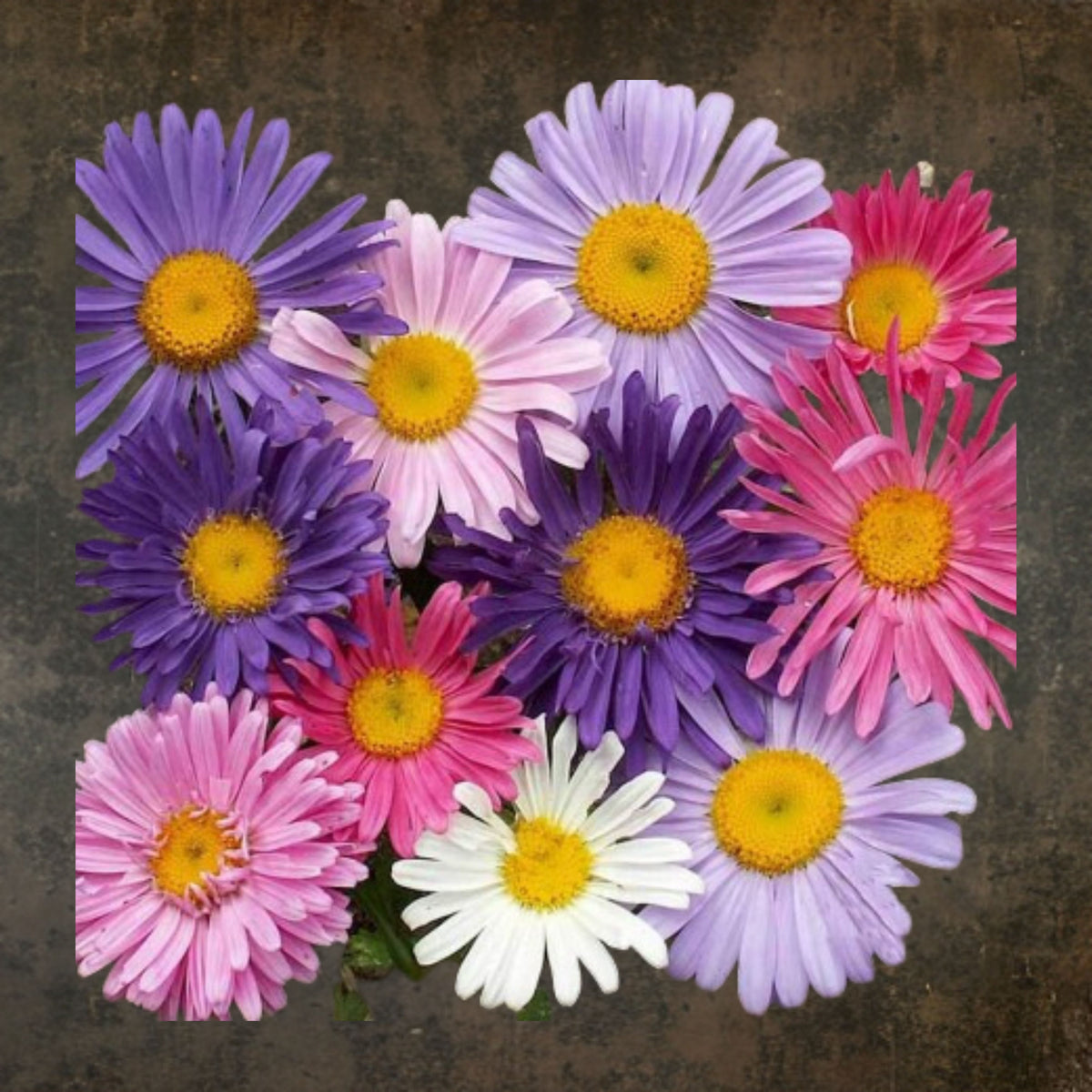 Single Mix Aster Seeds - Colorful Autumn Blooms, 20 seeds