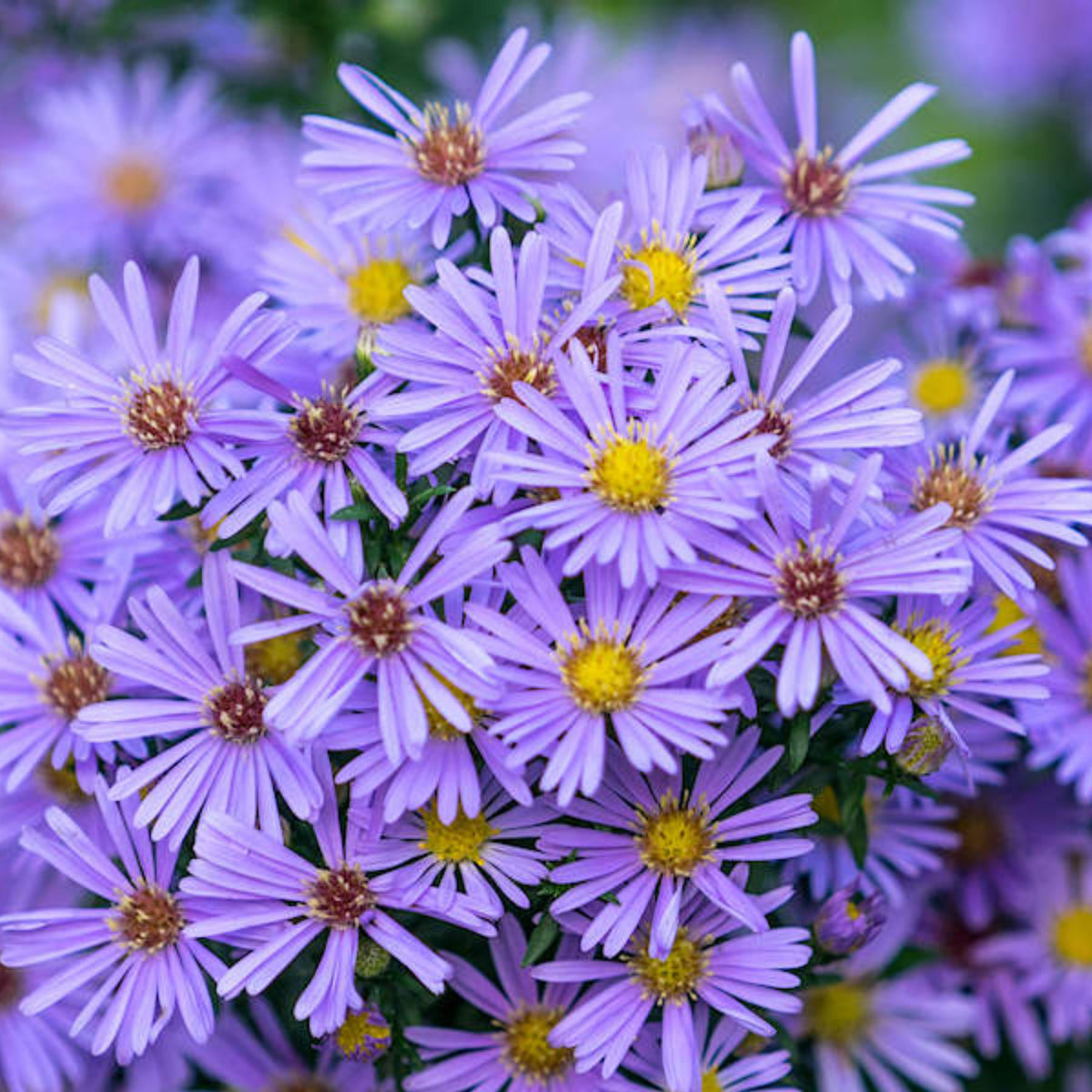 20s | Aster novi-belgii (New York Aster) Seeds – Heirloom, Non-GMO, Colorful Autumn Blooms, Easy to Grow, Perfect for Fall Gardens, Pollinator-Friendly, Border Plants, Cut Flowers, and Cottage Gardens#8042