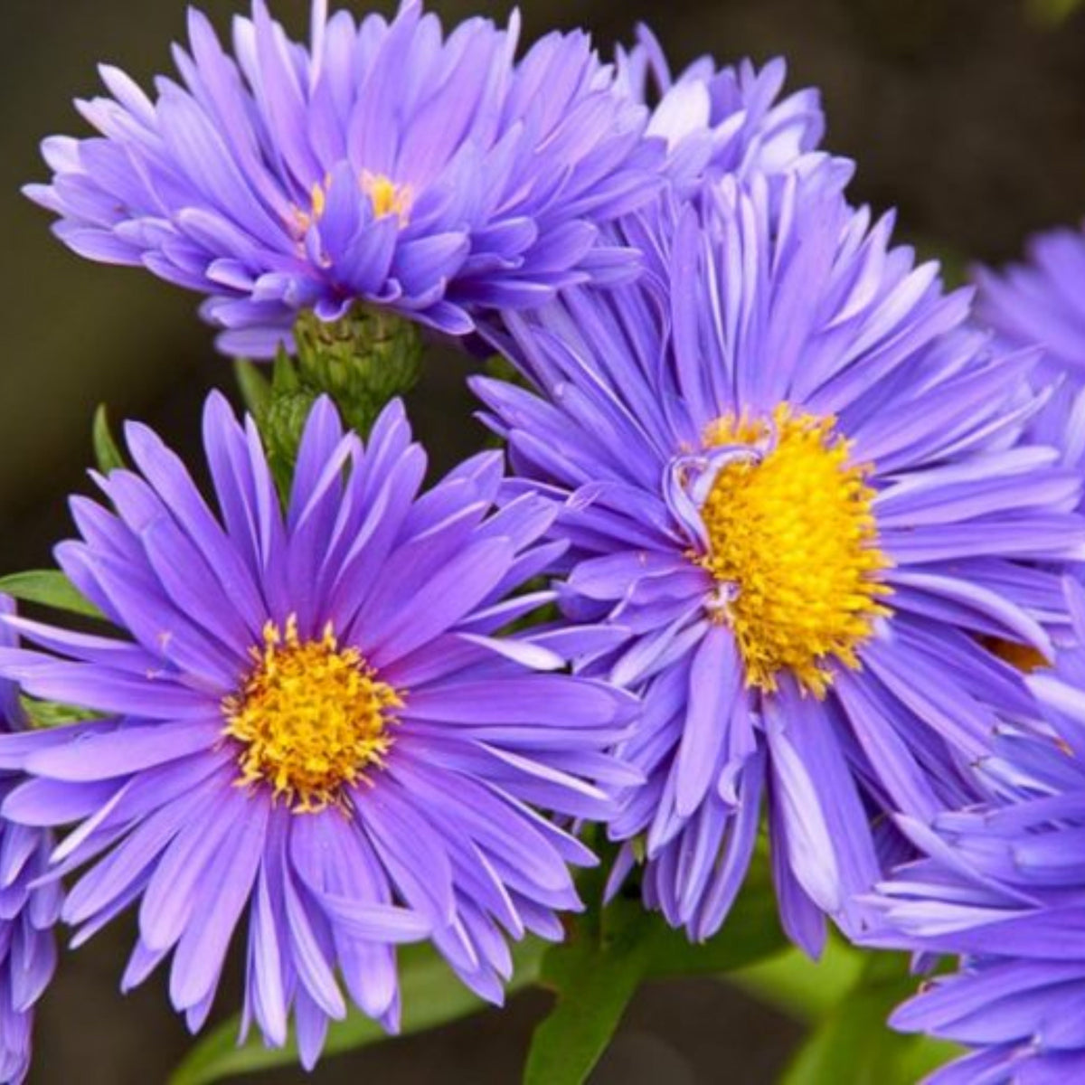 20s | Aster novi-belgii (New York Aster) Seeds – Heirloom, Non-GMO, Colorful Autumn Blooms, Easy to Grow, Perfect for Fall Gardens, Pollinator-Friendly, Border Plants, Cut Flowers, and Cottage Gardens#8042
