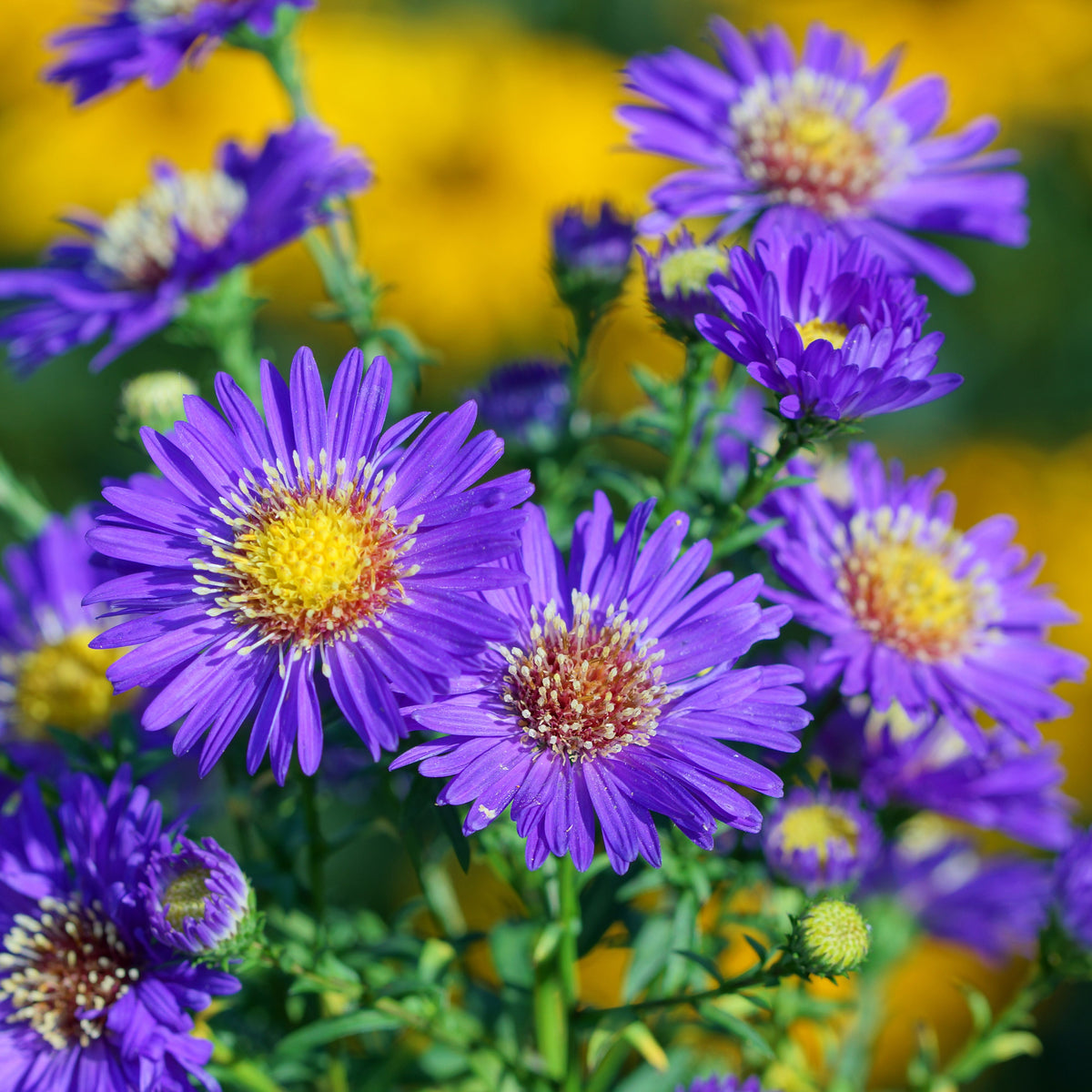 20s | Aster novi-belgii (New York Aster) Seeds – Heirloom, Non-GMO, Colorful Autumn Blooms, Easy to Grow, Perfect for Fall Gardens, Pollinator-Friendly, Border Plants, Cut Flowers, and Cottage Gardens#8042