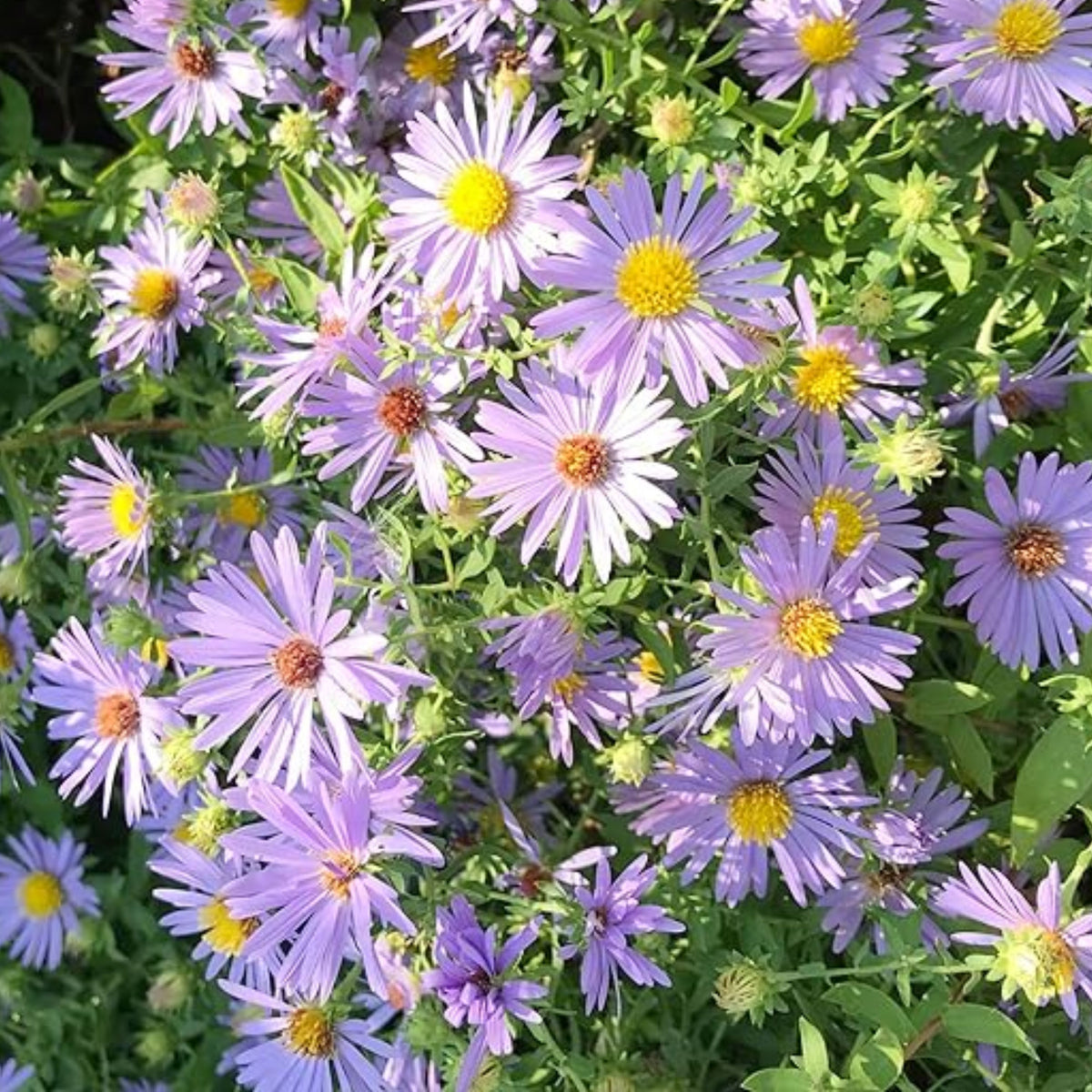 20s | Aster novi-belgii (New York Aster) Seeds – Heirloom, Non-GMO, Colorful Autumn Blooms, Easy to Grow, Perfect for Fall Gardens, Pollinator-Friendly, Border Plants, Cut Flowers, and Cottage Gardens#8042