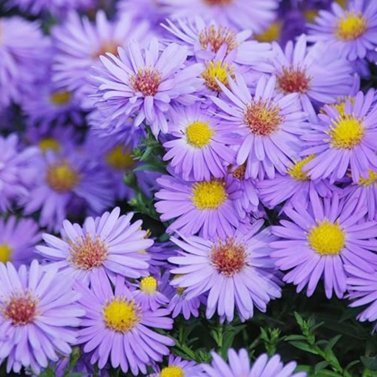20s | Aster novi-belgii (New York Aster) Seeds – Heirloom, Non-GMO, Colorful Autumn Blooms, Easy to Grow, Perfect for Fall Gardens, Pollinator-Friendly, Border Plants, Cut Flowers, and Cottage Gardens#8042