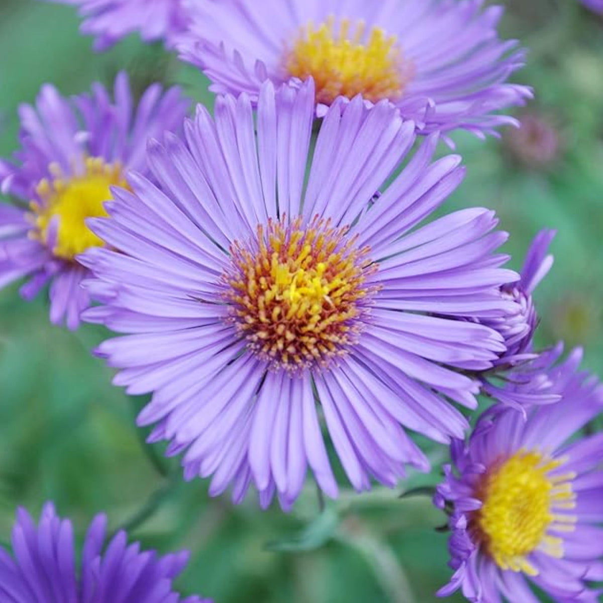 20s | Aster novi-belgii (New York Aster) Seeds – Heirloom, Non-GMO, Colorful Autumn Blooms, Easy to Grow, Perfect for Fall Gardens, Pollinator-Friendly, Border Plants, Cut Flowers, and Cottage Gardens#8042