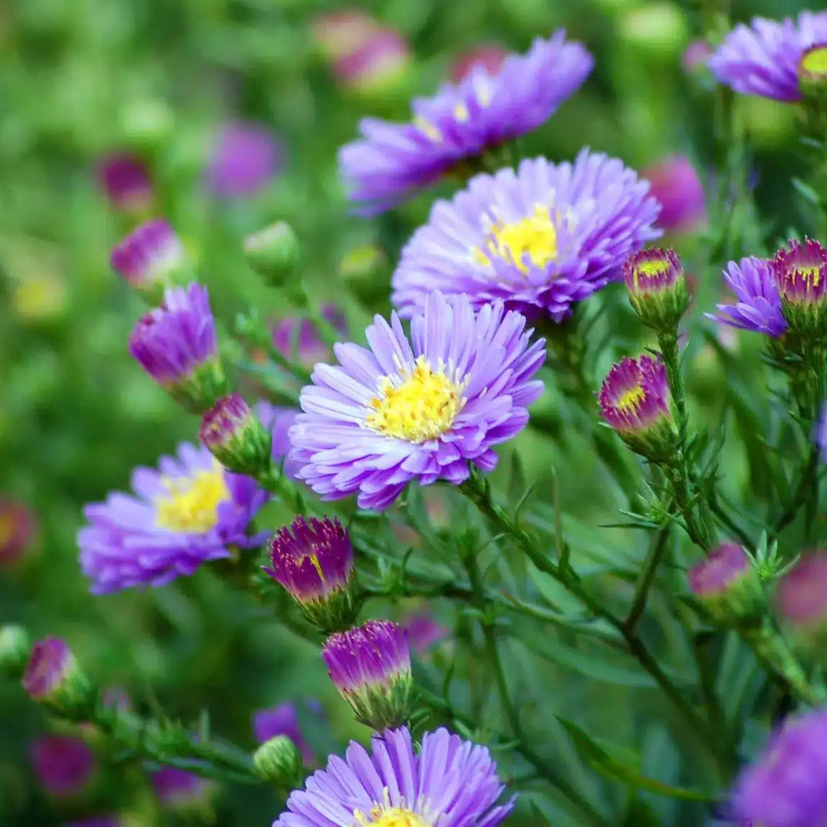 20s | Aster novi-belgii (New York Aster) Seeds – Heirloom, Non-GMO, Colorful Autumn Blooms, Easy to Grow, Perfect for Fall Gardens, Pollinator-Friendly, Border Plants, Cut Flowers, and Cottage Gardens#8042