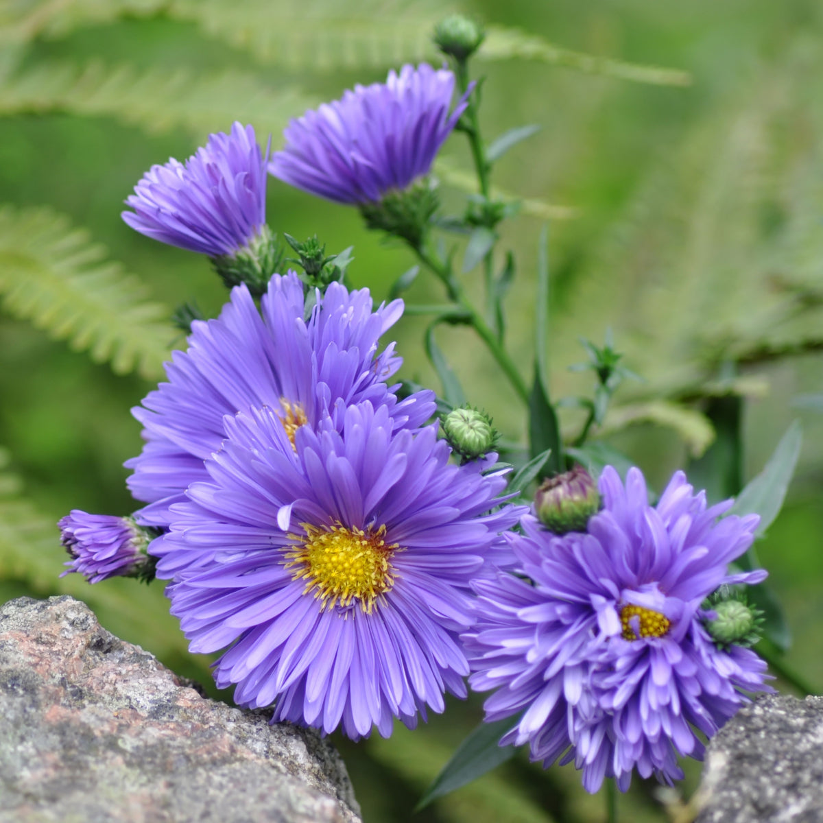 20s | Aster novi-belgii (New York Aster) Seeds – Heirloom, Non-GMO, Colorful Autumn Blooms, Easy to Grow, Perfect for Fall Gardens, Pollinator-Friendly, Border Plants, Cut Flowers, and Cottage Gardens#8042