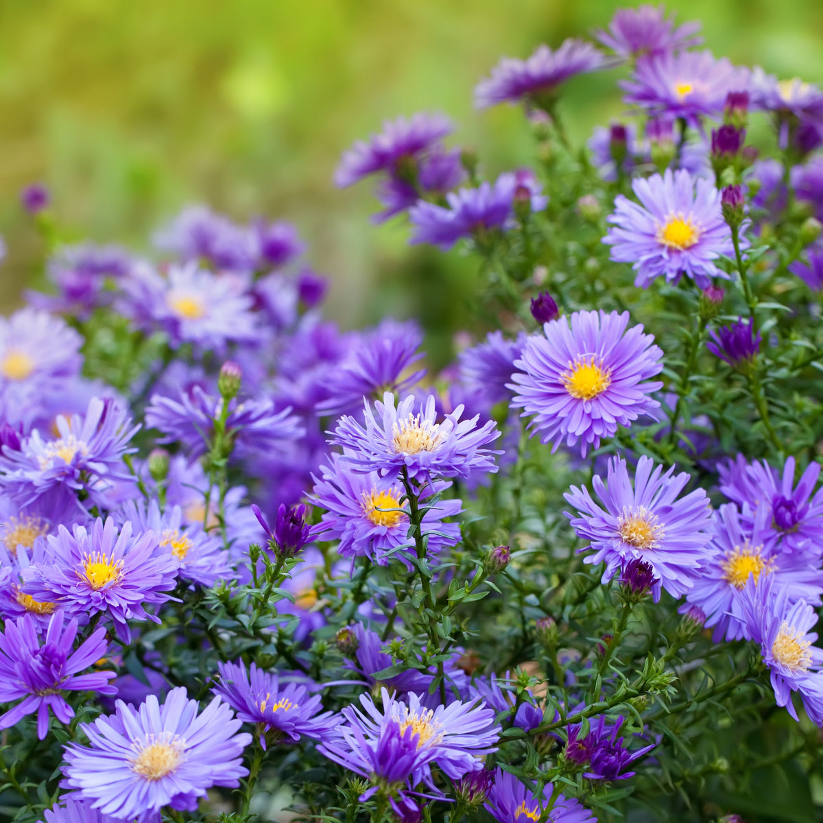 20s | Aster novi-belgii (New York Aster) Seeds – Heirloom, Non-GMO, Colorful Autumn Blooms, Easy to Grow, Perfect for Fall Gardens, Pollinator-Friendly, Border Plants, Cut Flowers, and Cottage Gardens#8042
