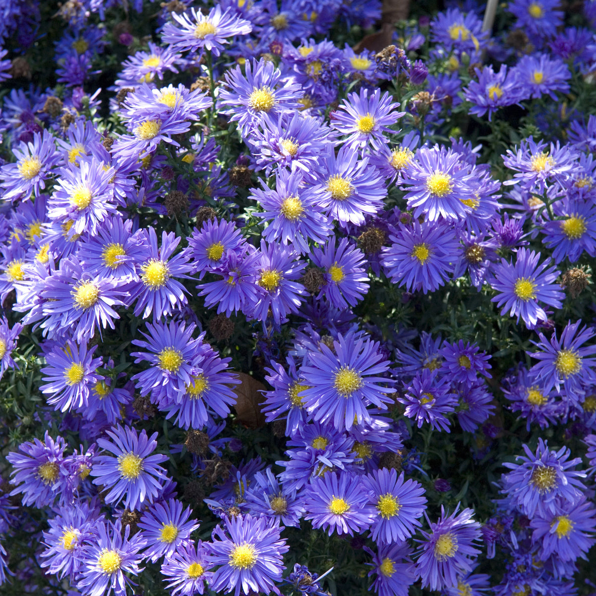 20s | Aster novi-belgii (New York Aster) Seeds – Heirloom, Non-GMO, Colorful Autumn Blooms, Easy to Grow, Perfect for Fall Gardens, Pollinator-Friendly, Border Plants, Cut Flowers, and Cottage Gardens#8042