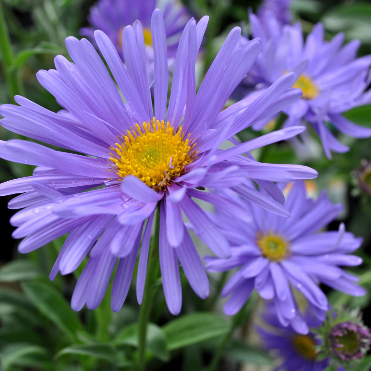 20s | Aster novi-belgii (New York Aster) Seeds – Heirloom, Non-GMO, Colorful Autumn Blooms, Easy to Grow, Perfect for Fall Gardens, Pollinator-Friendly, Border Plants, Cut Flowers, and Cottage Gardens#8042