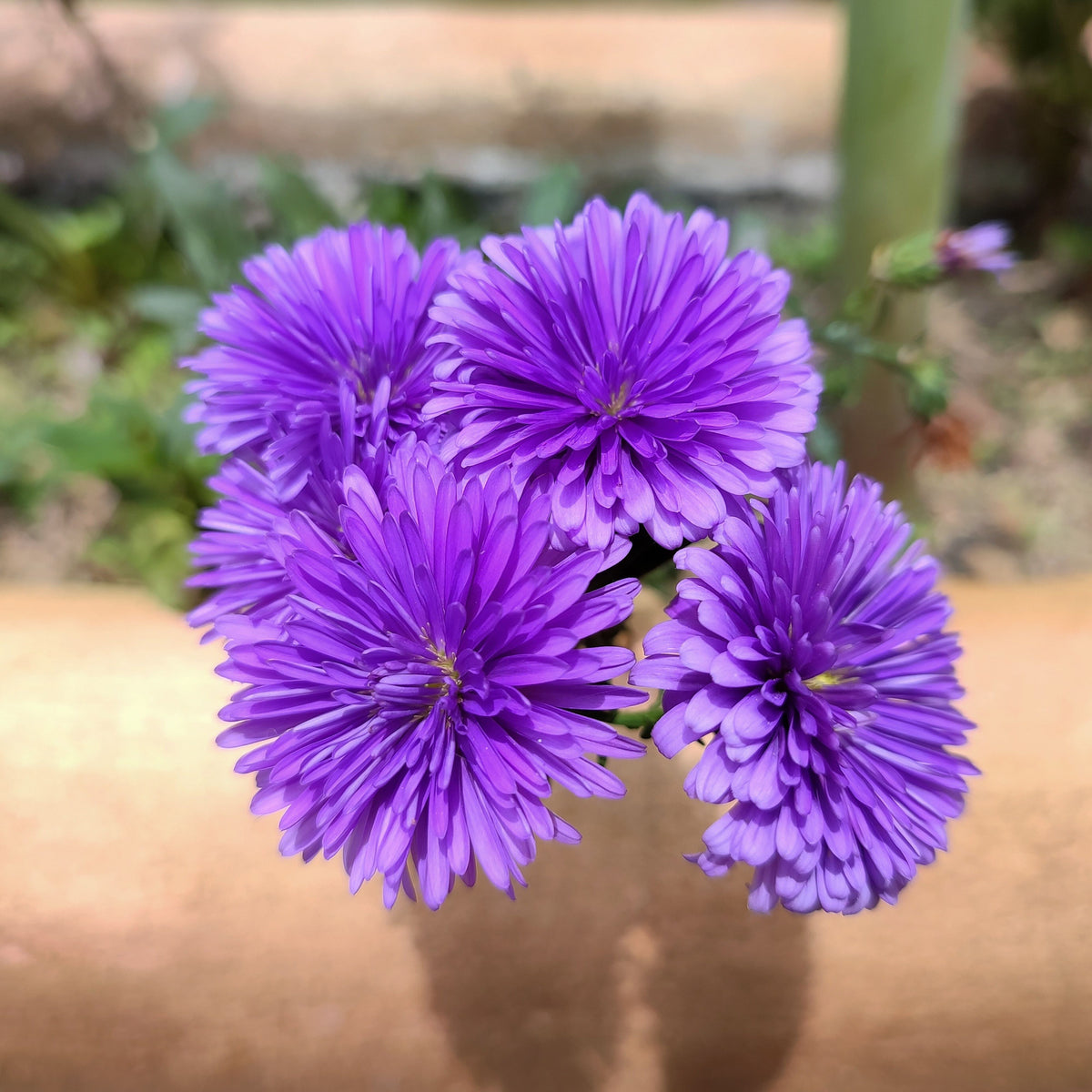 20s | Aster novi-belgii (New York Aster) Seeds – Heirloom, Non-GMO, Colorful Autumn Blooms, Easy to Grow, Perfect for Fall Gardens, Pollinator-Friendly, Border Plants, Cut Flowers, and Cottage Gardens#8042