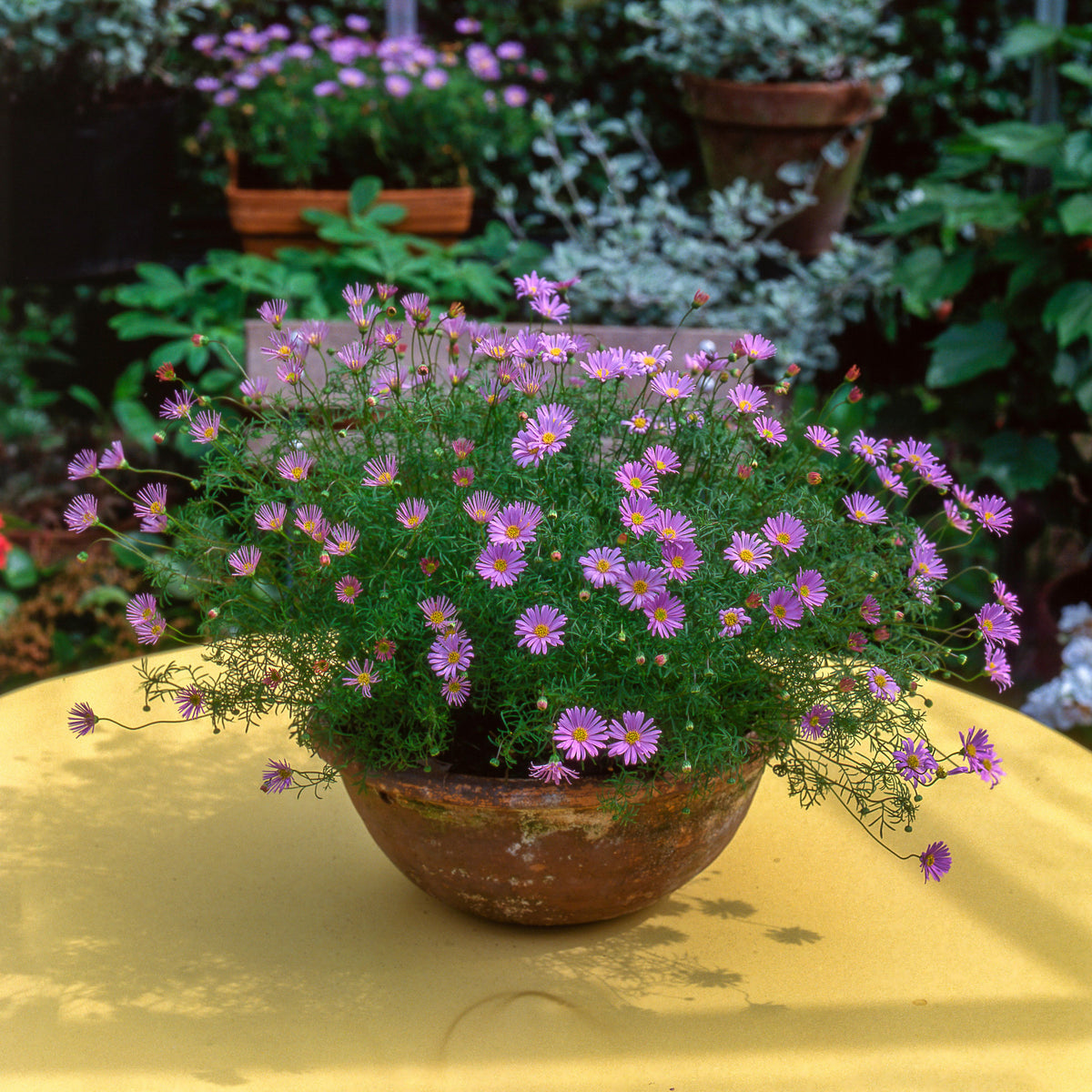 20s | Aster novi-belgii (New York Aster) Seeds – Heirloom, Non-GMO, Colorful Autumn Blooms, Easy to Grow, Perfect for Fall Gardens, Pollinator-Friendly, Border Plants, Cut Flowers, and Cottage Gardens#8042