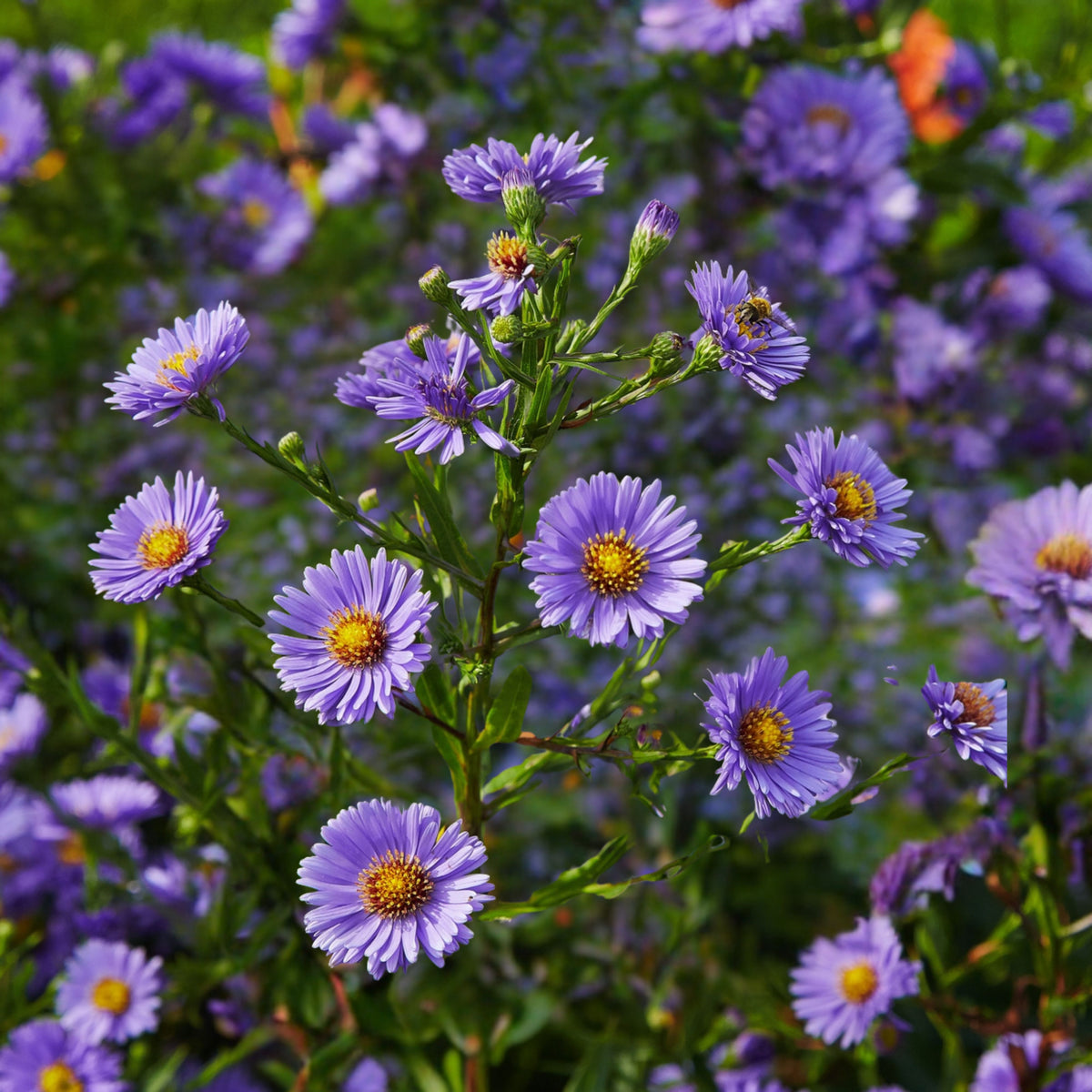 20s | Aster novi-belgii (New York Aster) Seeds – Heirloom, Non-GMO, Colorful Autumn Blooms, Easy to Grow, Perfect for Fall Gardens, Pollinator-Friendly, Border Plants, Cut Flowers, and Cottage Gardens#8042