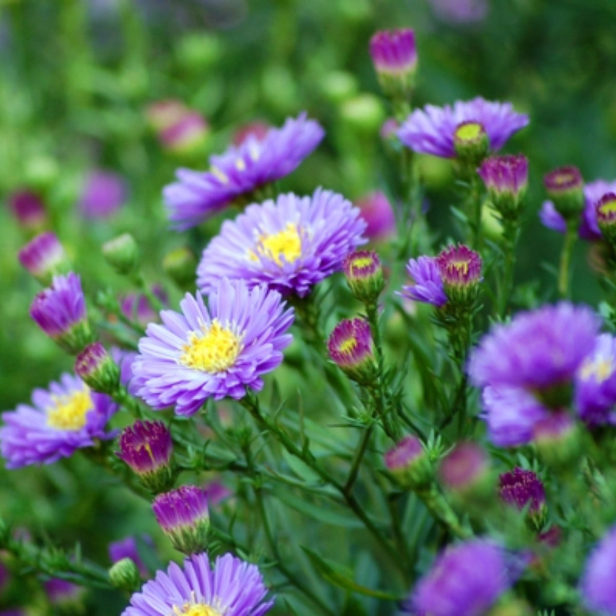 20s | Aster novi-belgii (New York Aster) Seeds – Heirloom, Non-GMO, Colorful Autumn Blooms, Easy to Grow, Perfect for Fall Gardens, Pollinator-Friendly, Border Plants, Cut Flowers, and Cottage Gardens#8042