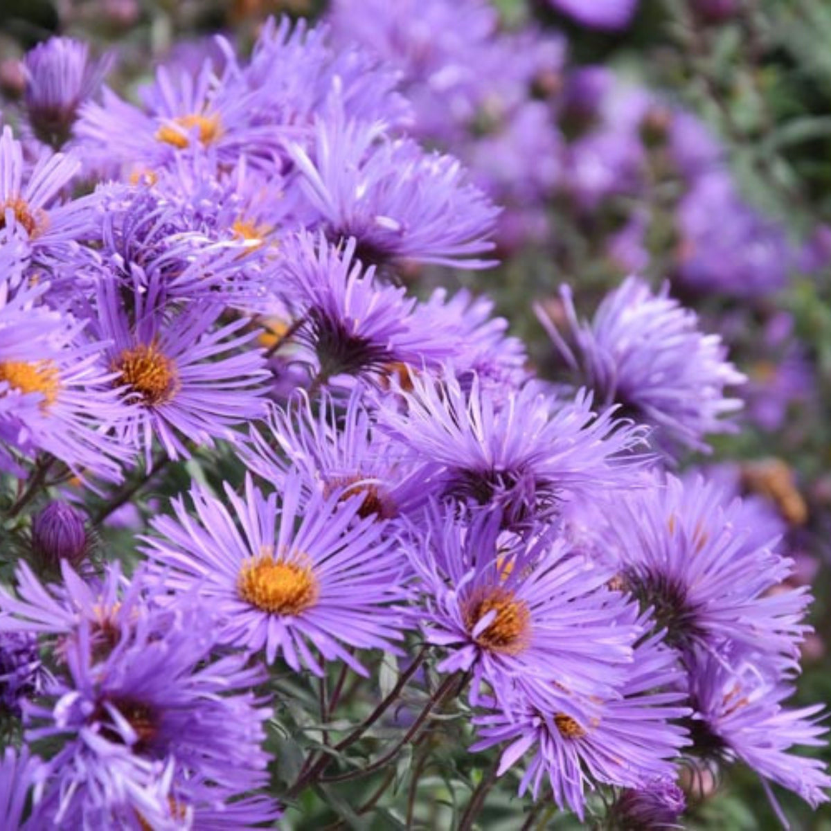 20s | Aster novae-angliae (New England Aster) – Heirloom, Non-GMO, Colorful Autumn Blooms, Easy to Grow, Perfect for Fall Gardens, Pollinator-Friendly, Border Plants, Cut Flowers, and Cottage Gardens#8043