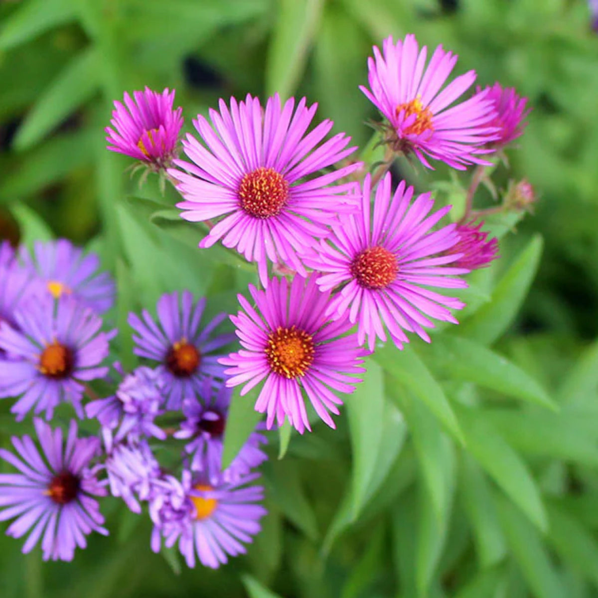 20s | Aster novae-angliae (New England Aster) – Heirloom, Non-GMO, Colorful Autumn Blooms, Easy to Grow, Perfect for Fall Gardens, Pollinator-Friendly, Border Plants, Cut Flowers, and Cottage Gardens#8043