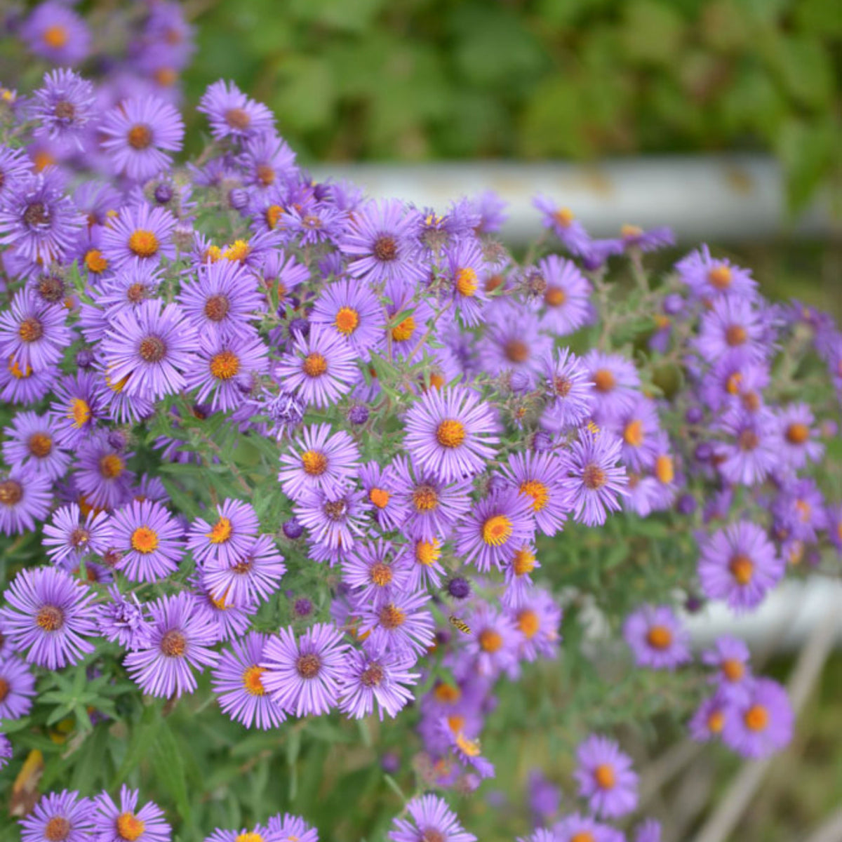 20s | Aster novae-angliae (New England Aster) – Heirloom, Non-GMO, Colorful Autumn Blooms, Easy to Grow, Perfect for Fall Gardens, Pollinator-Friendly, Border Plants, Cut Flowers, and Cottage Gardens#8043