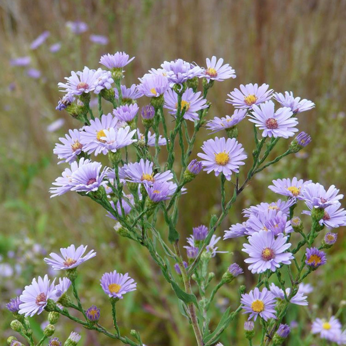 20s | Aster novae-angliae (New England Aster) – Heirloom, Non-GMO, Colorful Autumn Blooms, Easy to Grow, Perfect for Fall Gardens, Pollinator-Friendly, Border Plants, Cut Flowers, and Cottage Gardens#8043