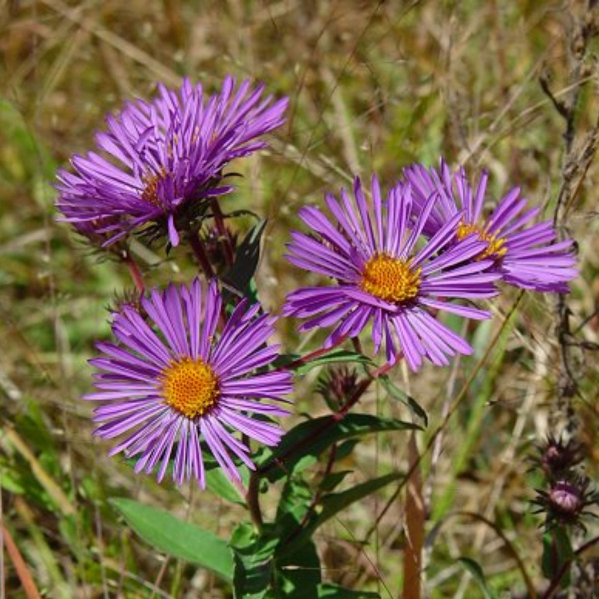 20s | Aster novae-angliae (New England Aster) – Heirloom, Non-GMO, Colorful Autumn Blooms, Easy to Grow, Perfect for Fall Gardens, Pollinator-Friendly, Border Plants, Cut Flowers, and Cottage Gardens#8043