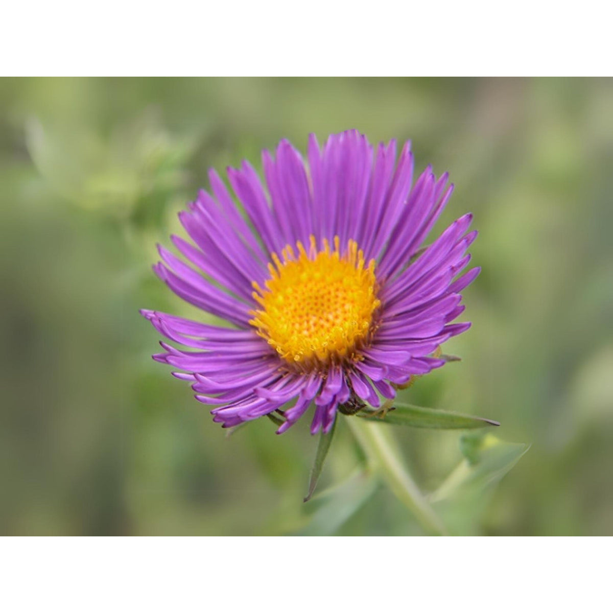 20s | Aster novae-angliae (New England Aster) – Heirloom, Non-GMO, Colorful Autumn Blooms, Easy to Grow, Perfect for Fall Gardens, Pollinator-Friendly, Border Plants, Cut Flowers, and Cottage Gardens#8043