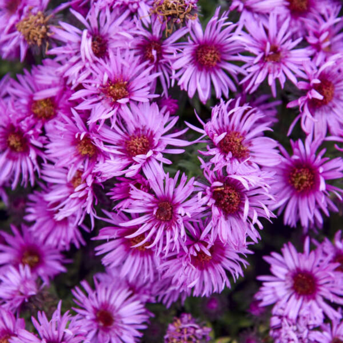 20s | Aster novae-angliae (New England Aster) – Heirloom, Non-GMO, Colorful Autumn Blooms, Easy to Grow, Perfect for Fall Gardens, Pollinator-Friendly, Border Plants, Cut Flowers, and Cottage Gardens#8043