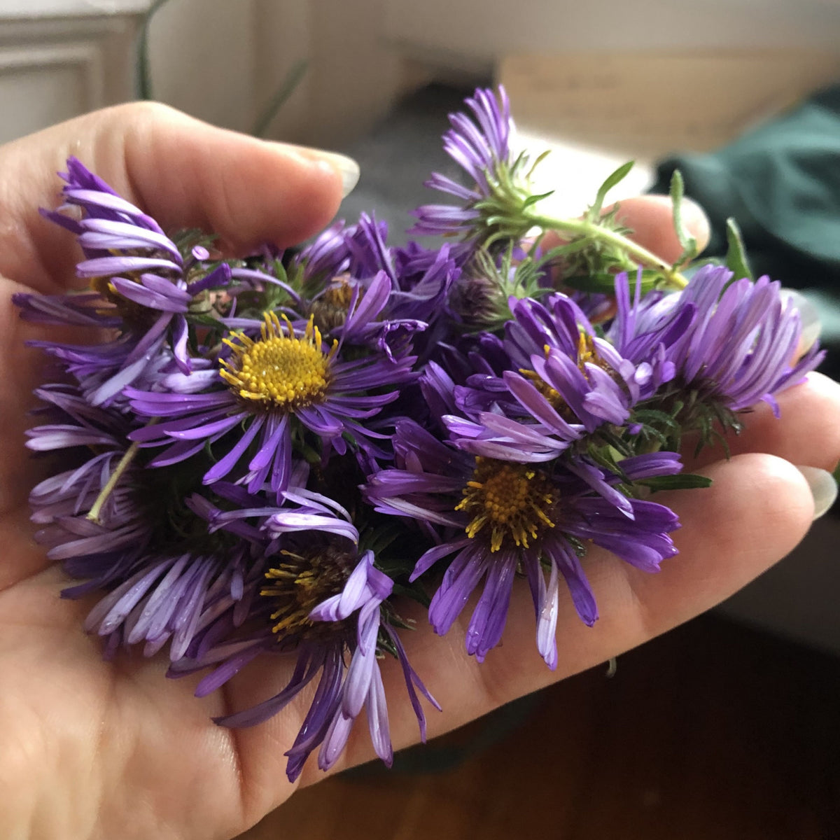 20s | Aster novae-angliae (New England Aster) – Heirloom, Non-GMO, Colorful Autumn Blooms, Easy to Grow, Perfect for Fall Gardens, Pollinator-Friendly, Border Plants, Cut Flowers, and Cottage Gardens#8043