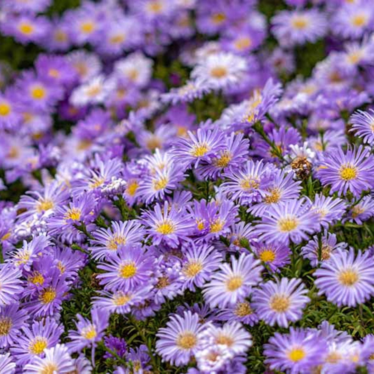 20s | Aster novae-angliae (New England Aster) – Heirloom, Non-GMO, Colorful Autumn Blooms, Easy to Grow, Perfect for Fall Gardens, Pollinator-Friendly, Border Plants, Cut Flowers, and Cottage Gardens#8043