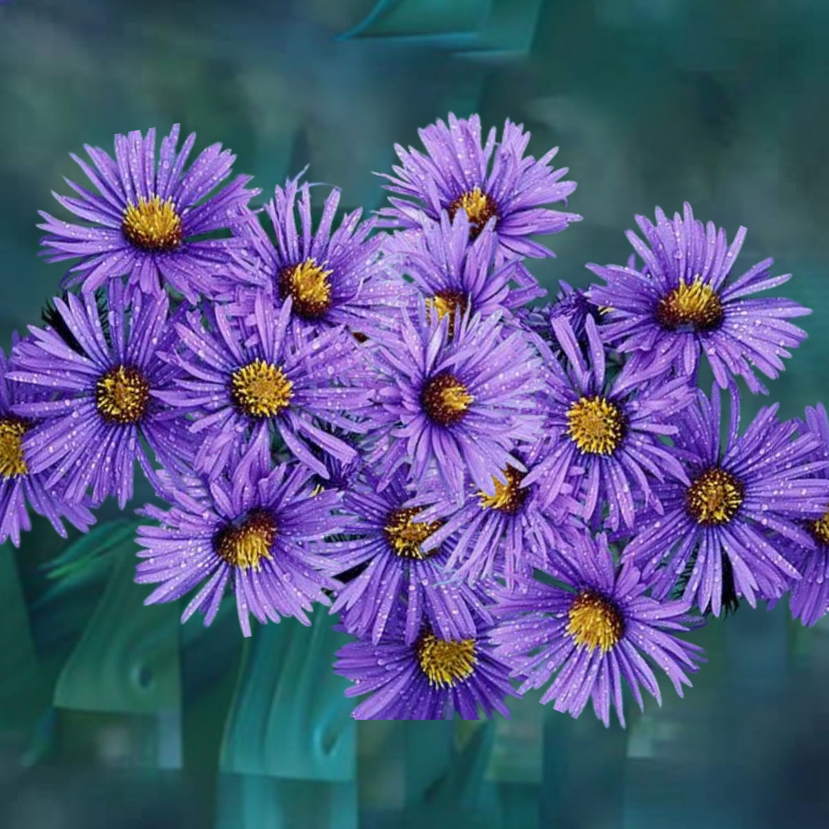 20s | Aster novae-angliae (New England Aster) – Heirloom, Non-GMO, Colorful Autumn Blooms, Easy to Grow, Perfect for Fall Gardens, Pollinator-Friendly, Border Plants, Cut Flowers, and Cottage Gardens#8043