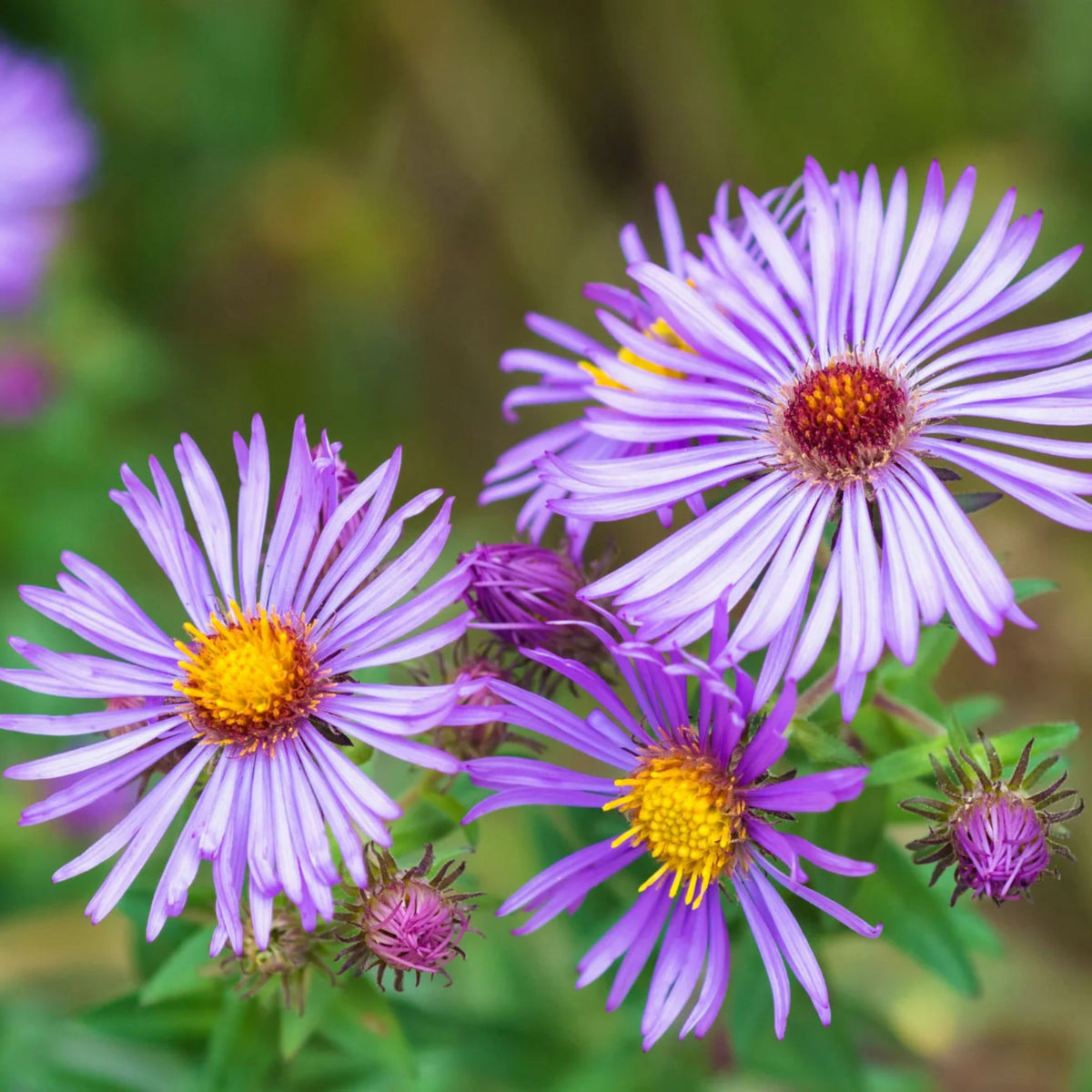 20s | Aster novae-angliae (New England Aster) – Heirloom, Non-GMO, Colorful Autumn Blooms, Easy to Grow, Perfect for Fall Gardens, Pollinator-Friendly, Border Plants, Cut Flowers, and Cottage Gardens#8043