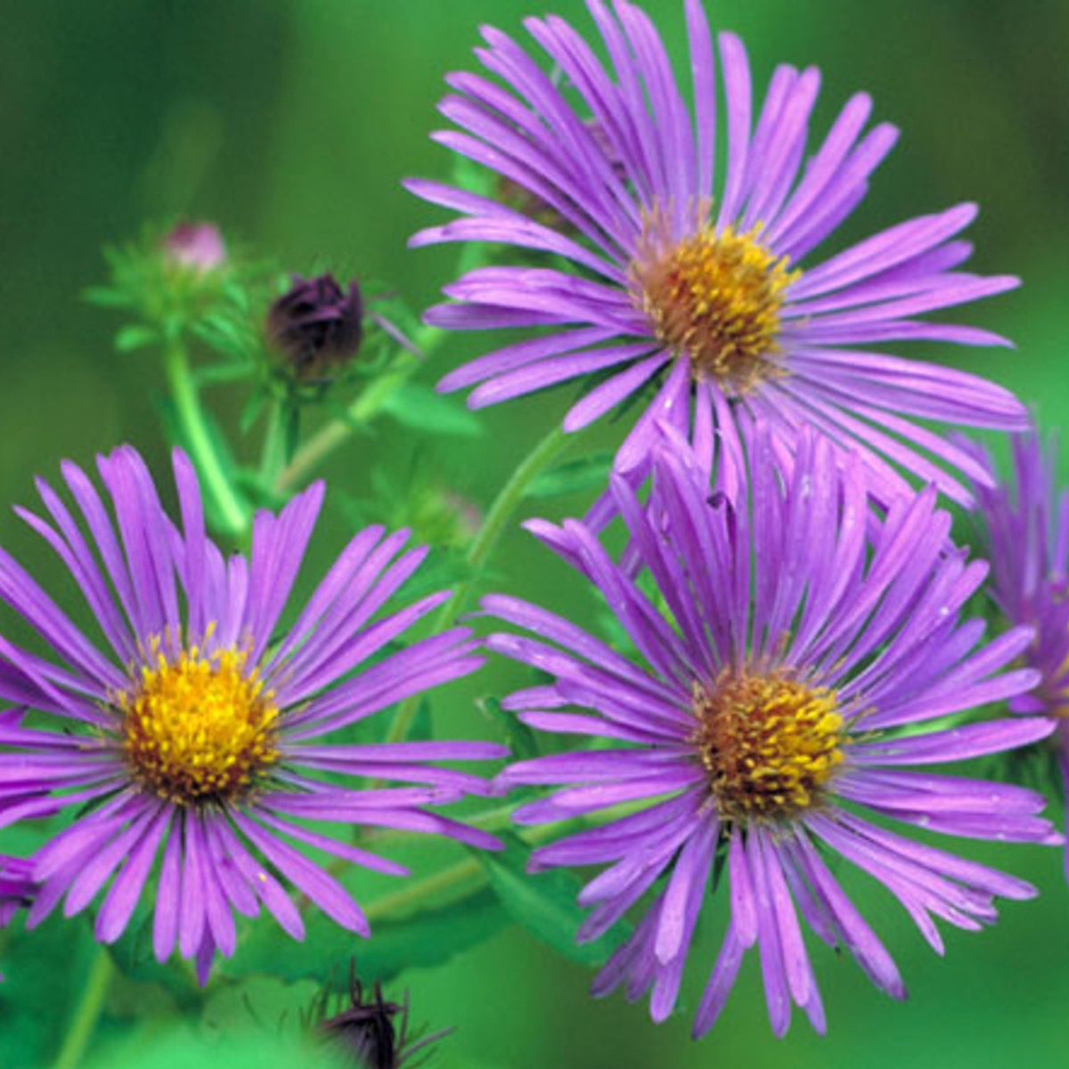 20s | Aster novae-angliae (New England Aster) – Heirloom, Non-GMO, Colorful Autumn Blooms, Easy to Grow, Perfect for Fall Gardens, Pollinator-Friendly, Border Plants, Cut Flowers, and Cottage Gardens#8043
