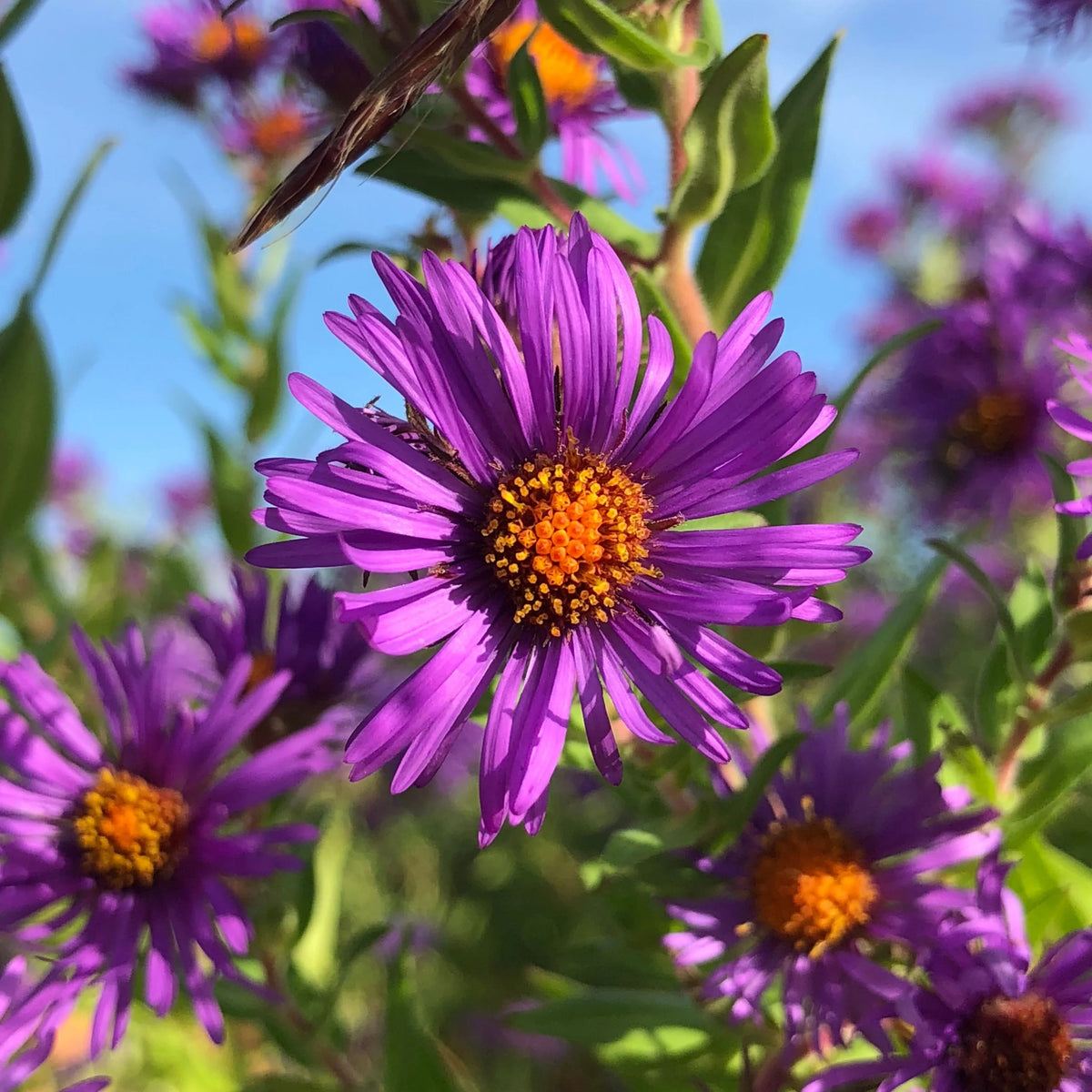20s | Aster novae-angliae (New England Aster) – Heirloom, Non-GMO, Colorful Autumn Blooms, Easy to Grow, Perfect for Fall Gardens, Pollinator-Friendly, Border Plants, Cut Flowers, and Cottage Gardens#8043
