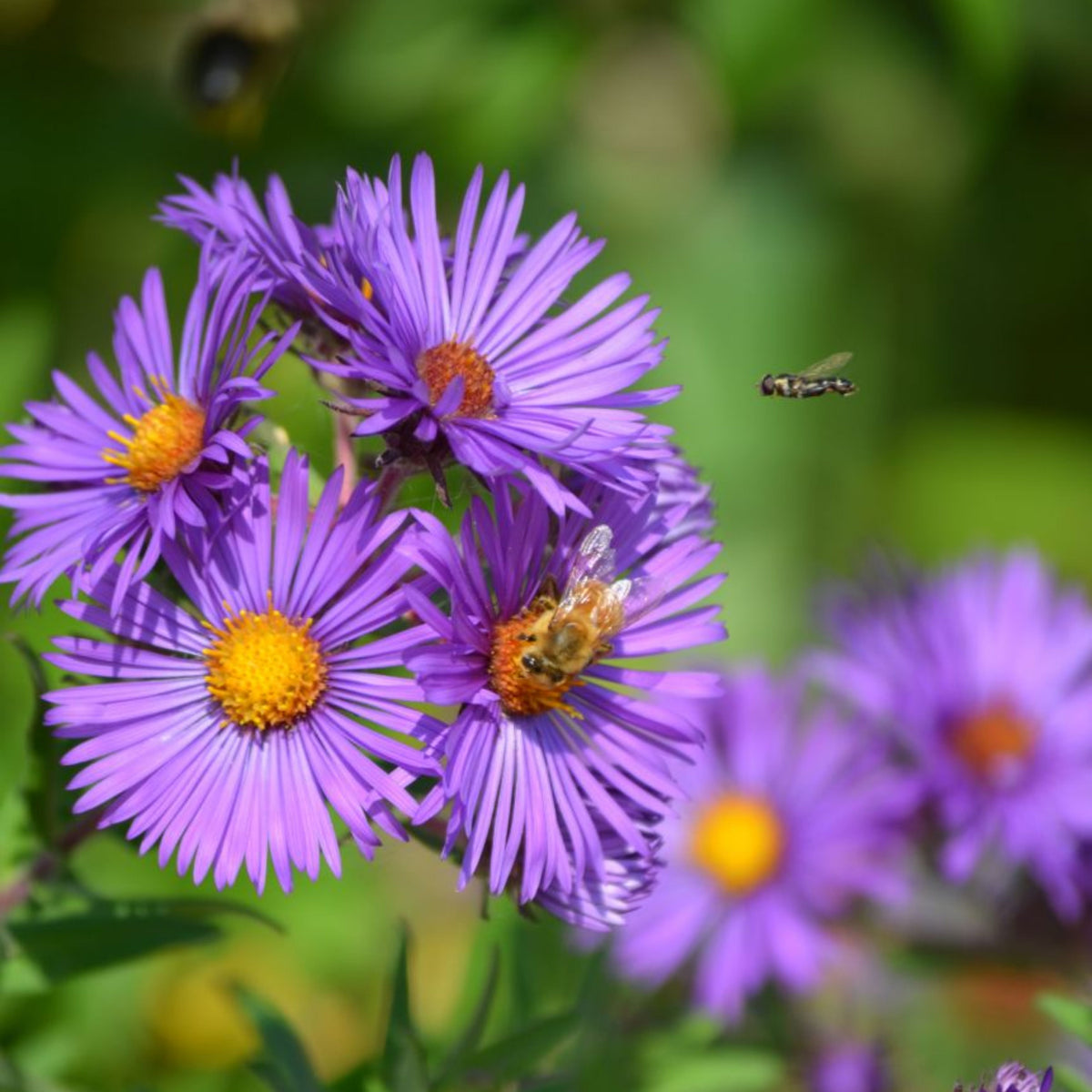 20s | Aster novae-angliae (New England Aster) – Heirloom, Non-GMO, Colorful Autumn Blooms, Easy to Grow, Perfect for Fall Gardens, Pollinator-Friendly, Border Plants, Cut Flowers, and Cottage Gardens#8043